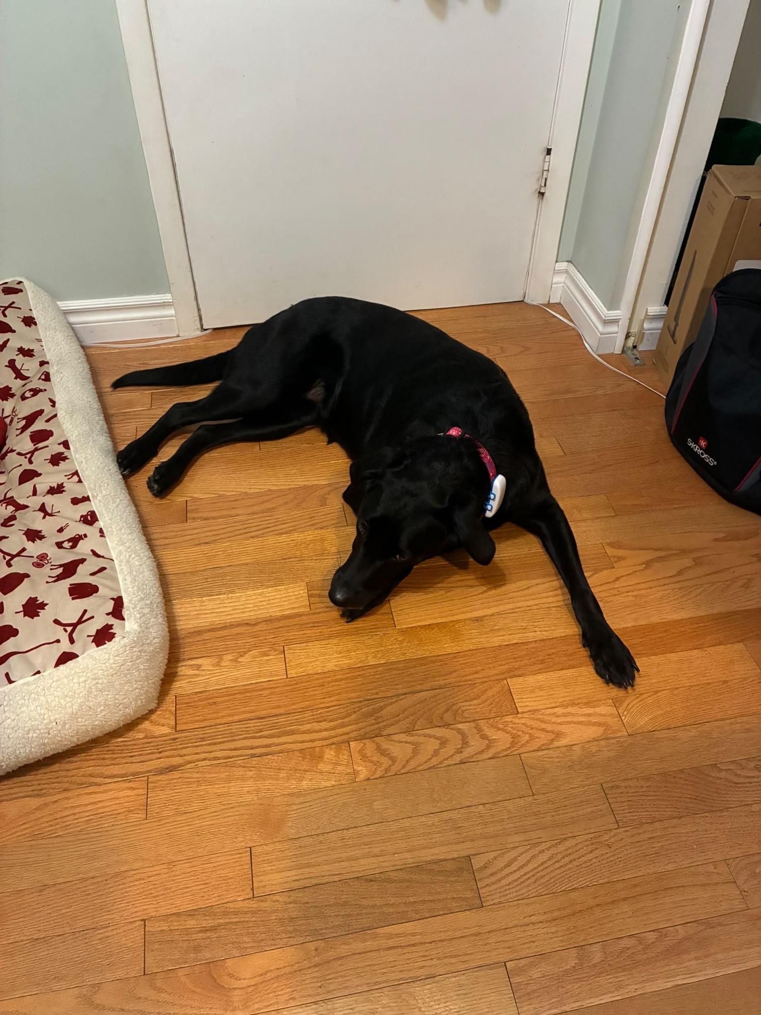 Enlarge Grace, a Adoptable Labrador Retriever in Oakville, ON image 2/6