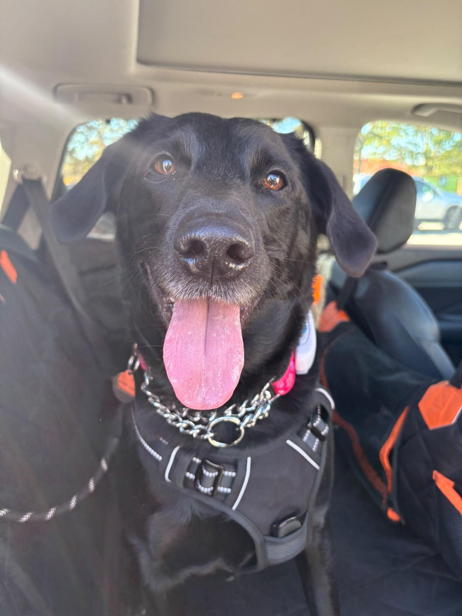 Enlarge Grace, a Adoptable Labrador Retriever in Oakville, ON image 3/6