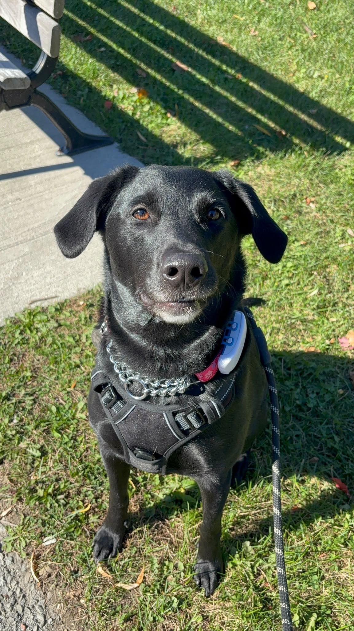 Enlarge Grace, a Adoptable Labrador Retriever in Oakville, ON image 5/6