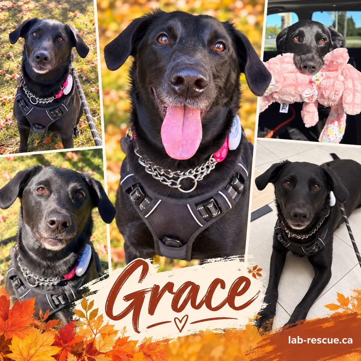 Enlarge Grace, a Adoptable Labrador Retriever in Oakville, ON image 1/6