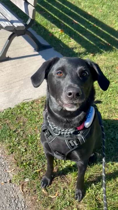 Enlarge Grace, a Adoptable Labrador Retriever in Oakville, ON video 4/6