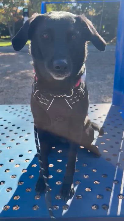 Enlarge Grace, a Adoptable Labrador Retriever in Oakville, ON video 6/6