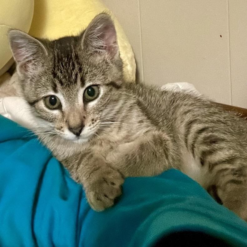 Zooble — thumbnail 2