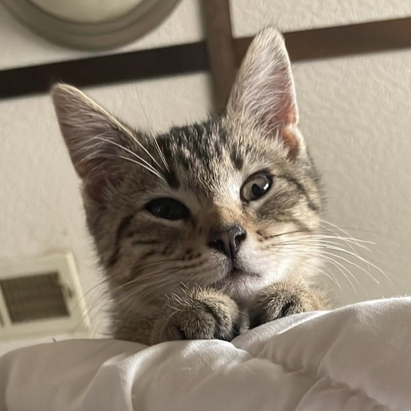 Zooble — thumbnail 3