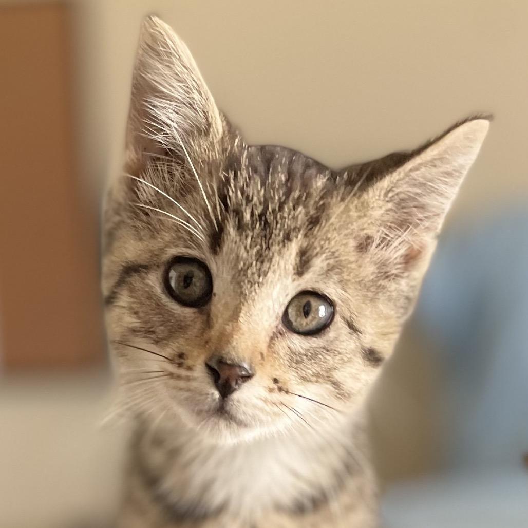 Zooble — thumbnail 4