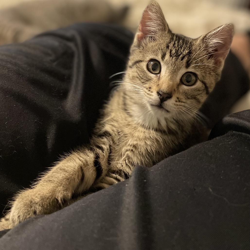 Zooble — thumbnail 5