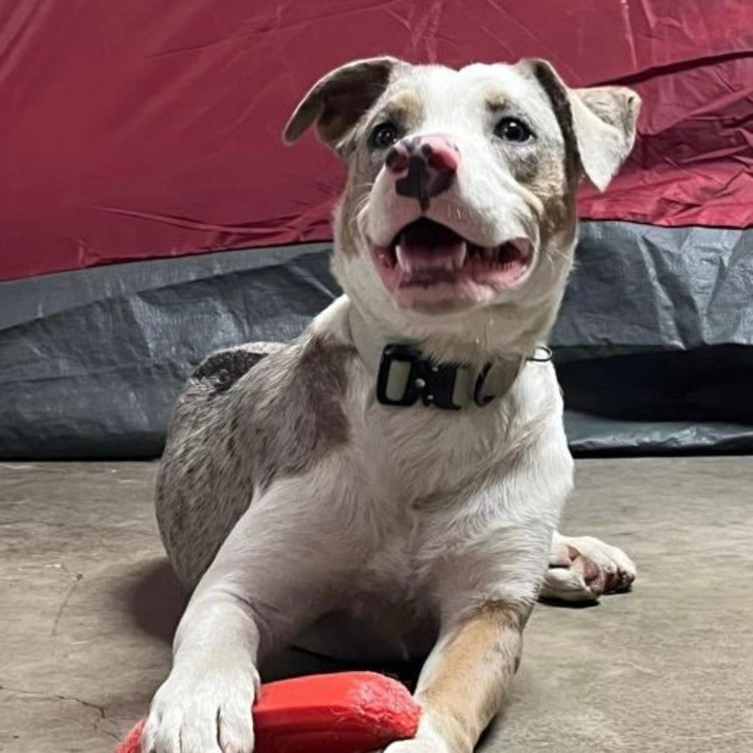 Enlarge Jupiter, an adopted mixed breed in Huntington Beach, CA image 1/2
