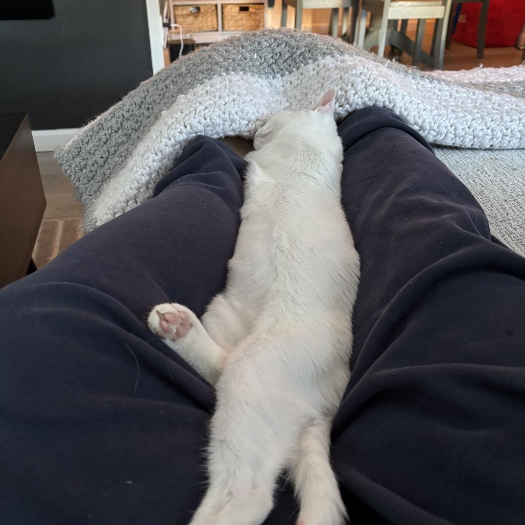 Snowball - Westmere Kitten 2, Adoptable, Kitten Female Domestic Short Hair.