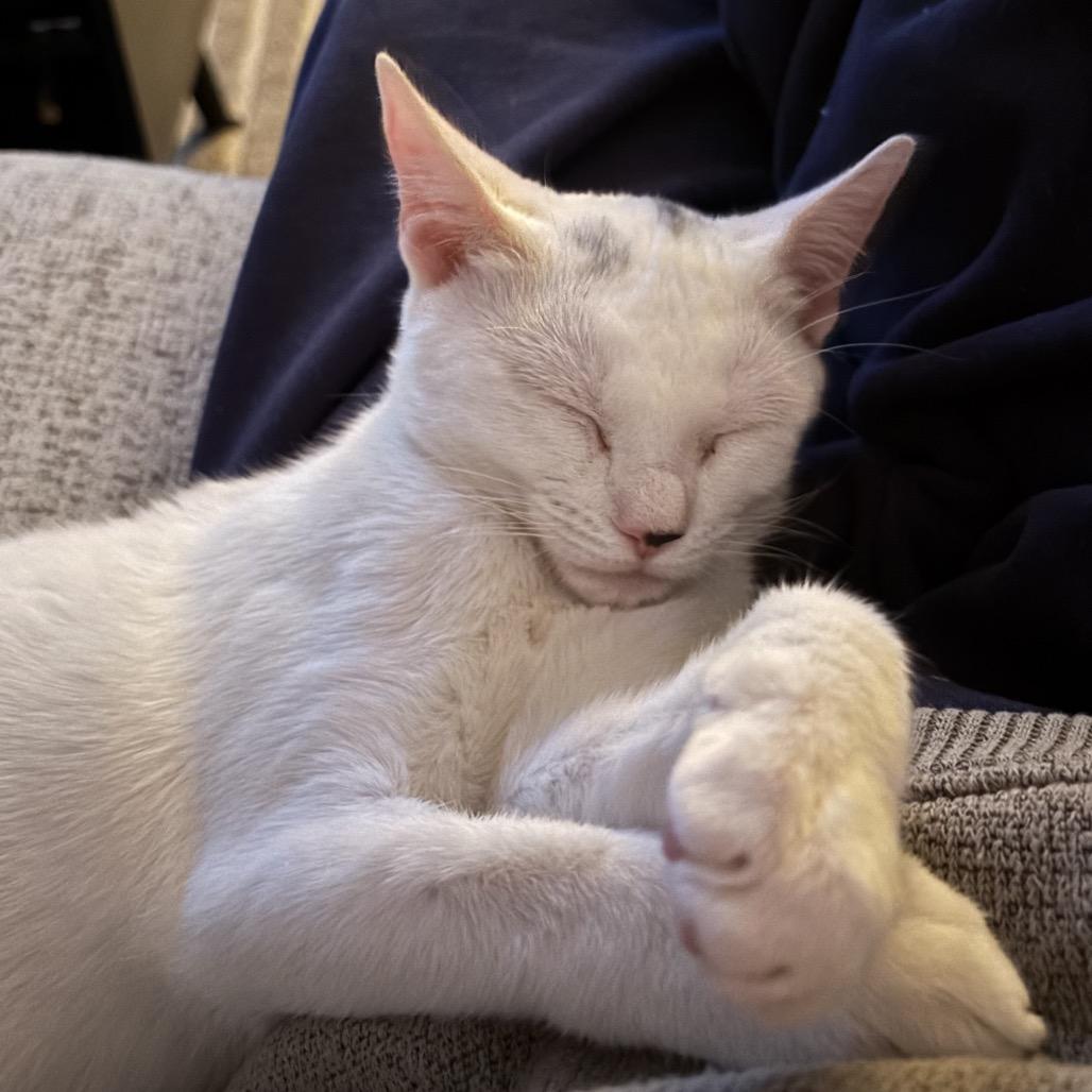 Enlarge Snowball - Westmere Kitten 2, a Adoptable Domestic Short Hair in Westport, CT image 2/3