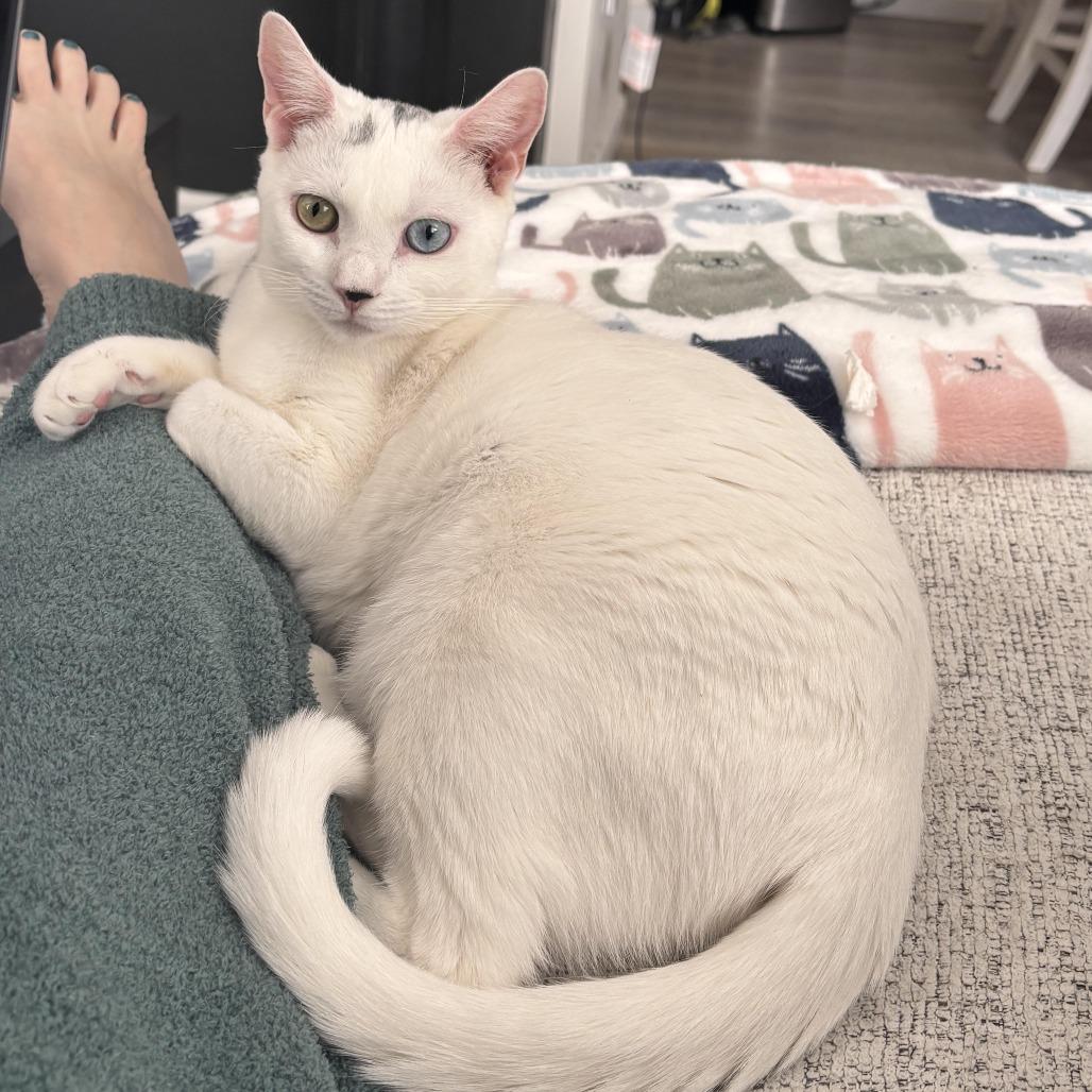 Enlarge Snowball - Westmere Kitten 2, a Adoptable Domestic Short Hair in Westport, CT image 1/6