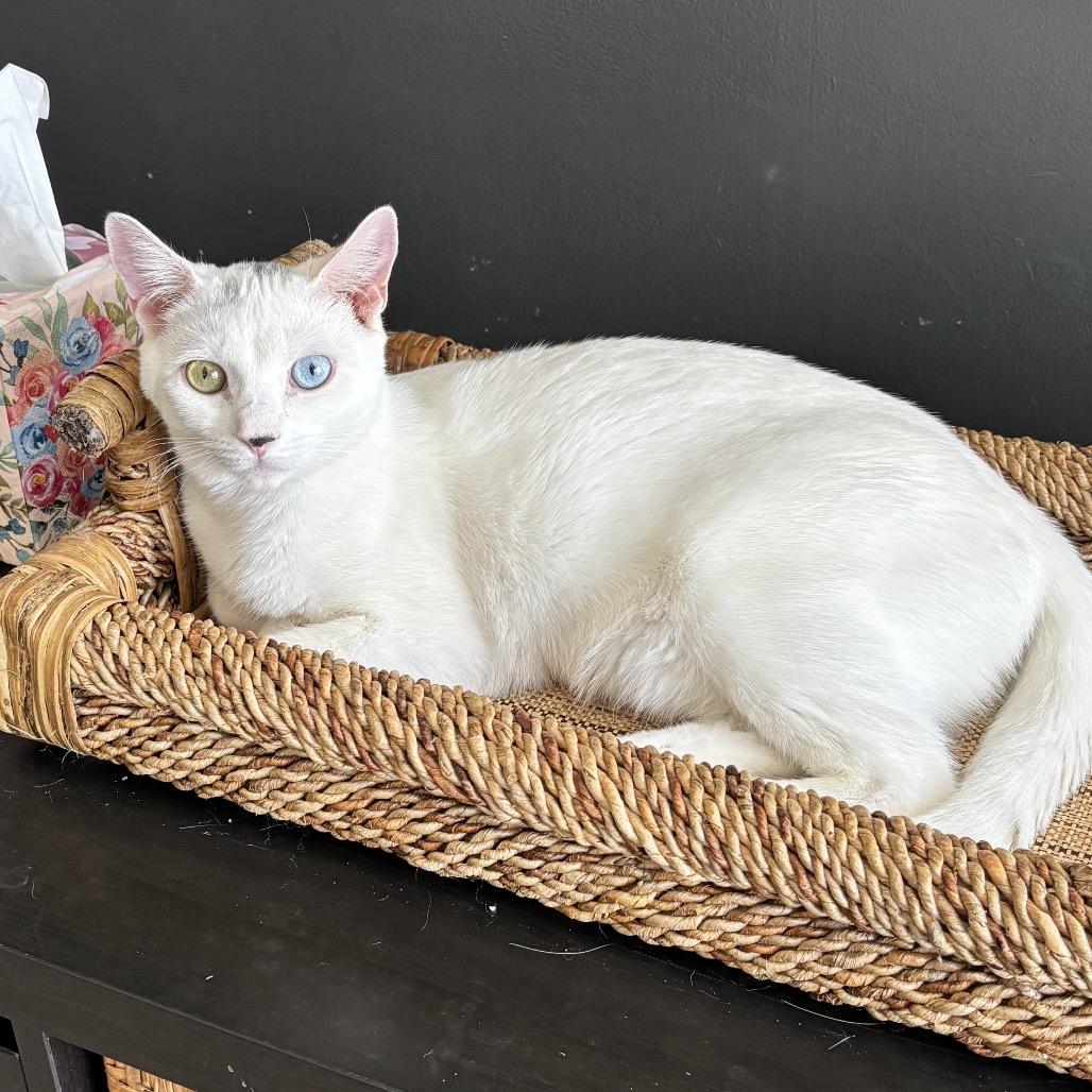 Enlarge Snowball - Westmere Kitten 2, a Adoptable Domestic Short Hair in Westport, CT image 2/6