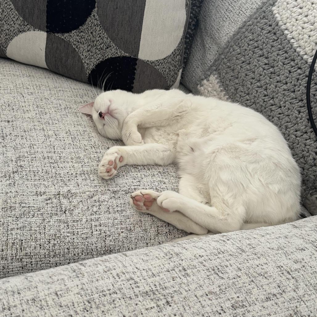 Enlarge Snowball - Westmere Kitten 2, a Adoptable Domestic Short Hair in Westport, CT image 3/6