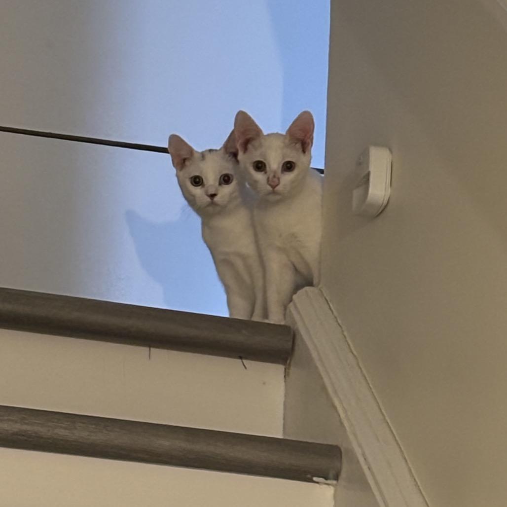 Snowball - Westmere Kitten 2, Adoptable, Young Female Domestic Short Hair.