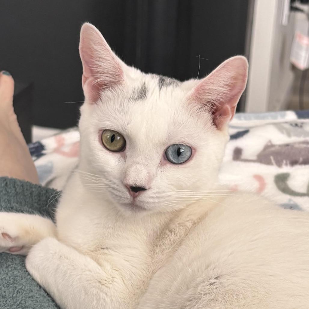 Snowball - Westmere Kitten 2, a Adoptable Domestic Short Hair in Westport, CT image 4/6
