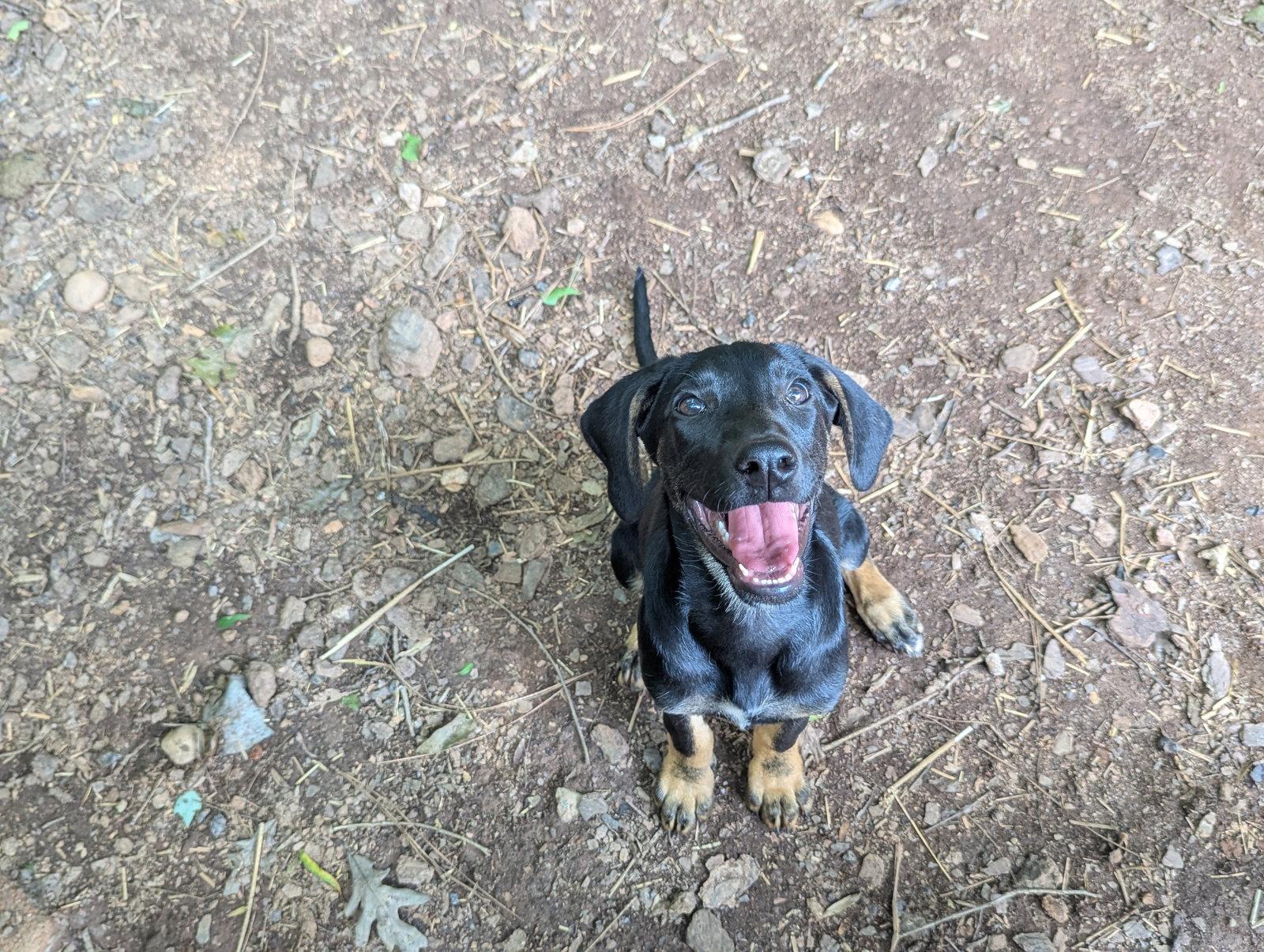 Enlarge Sally, a Adoptable mixed breed in Mc Cormick, SC image 1/3