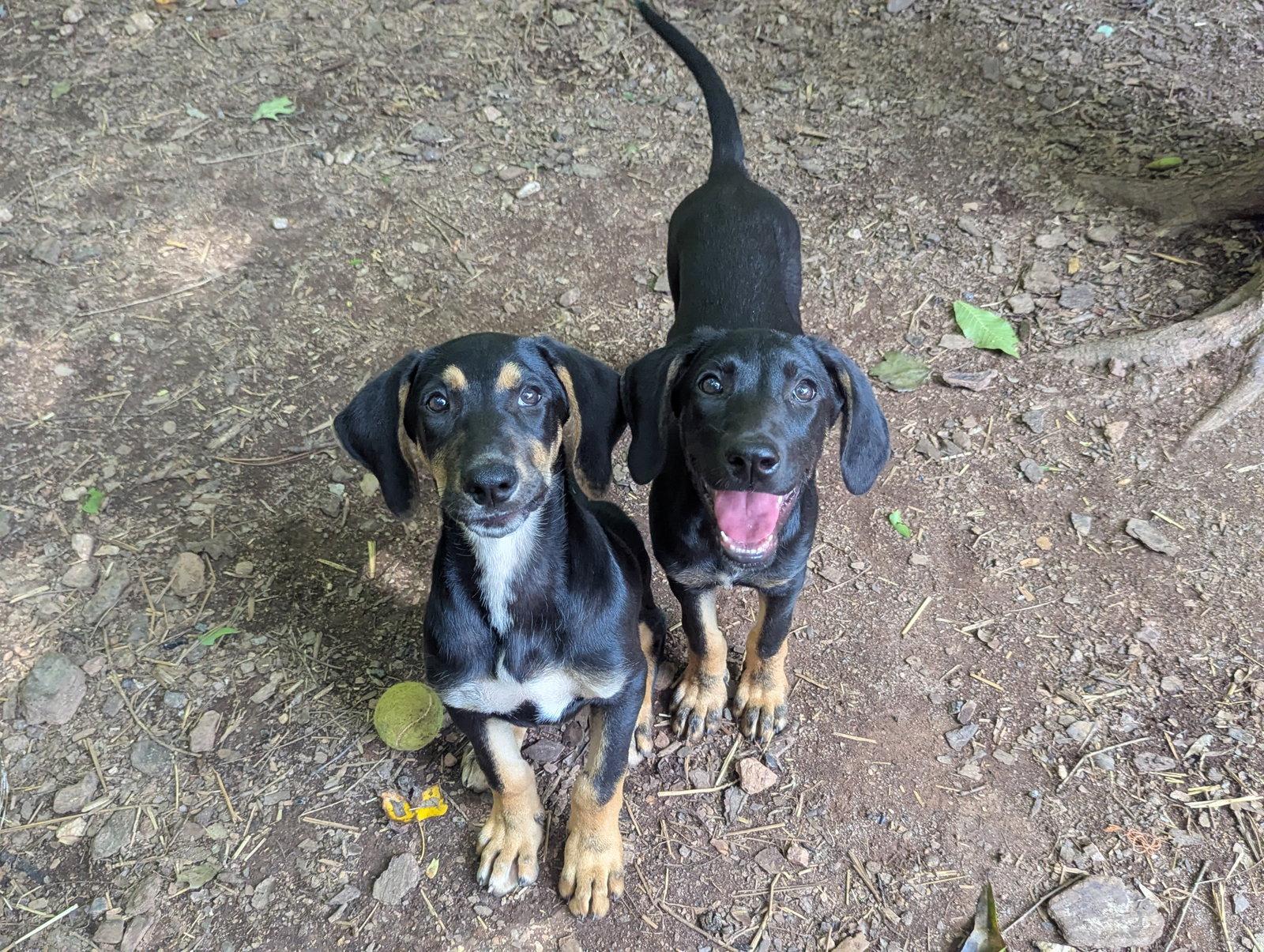 Enlarge Sally, a Adoptable mixed breed in Mc Cormick, SC image 2/3