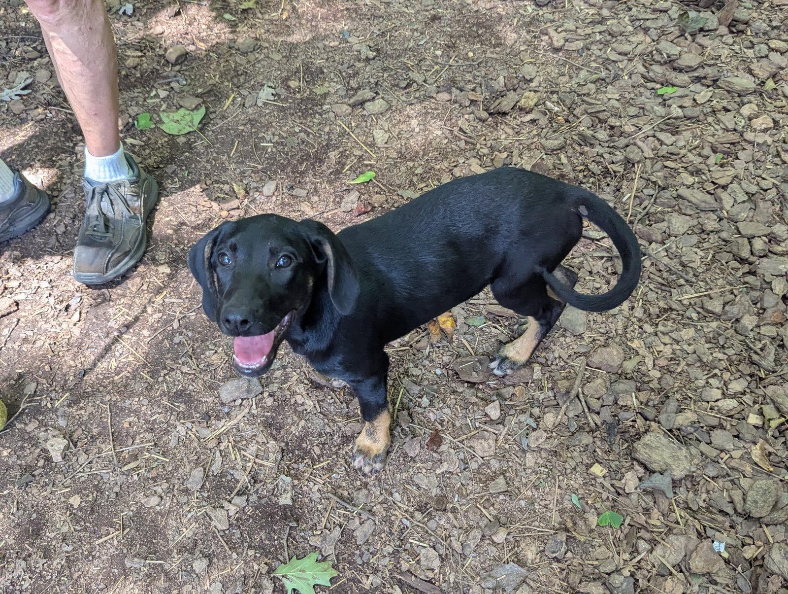 Enlarge Sally, a Adoptable mixed breed in Mc Cormick, SC image 3/3