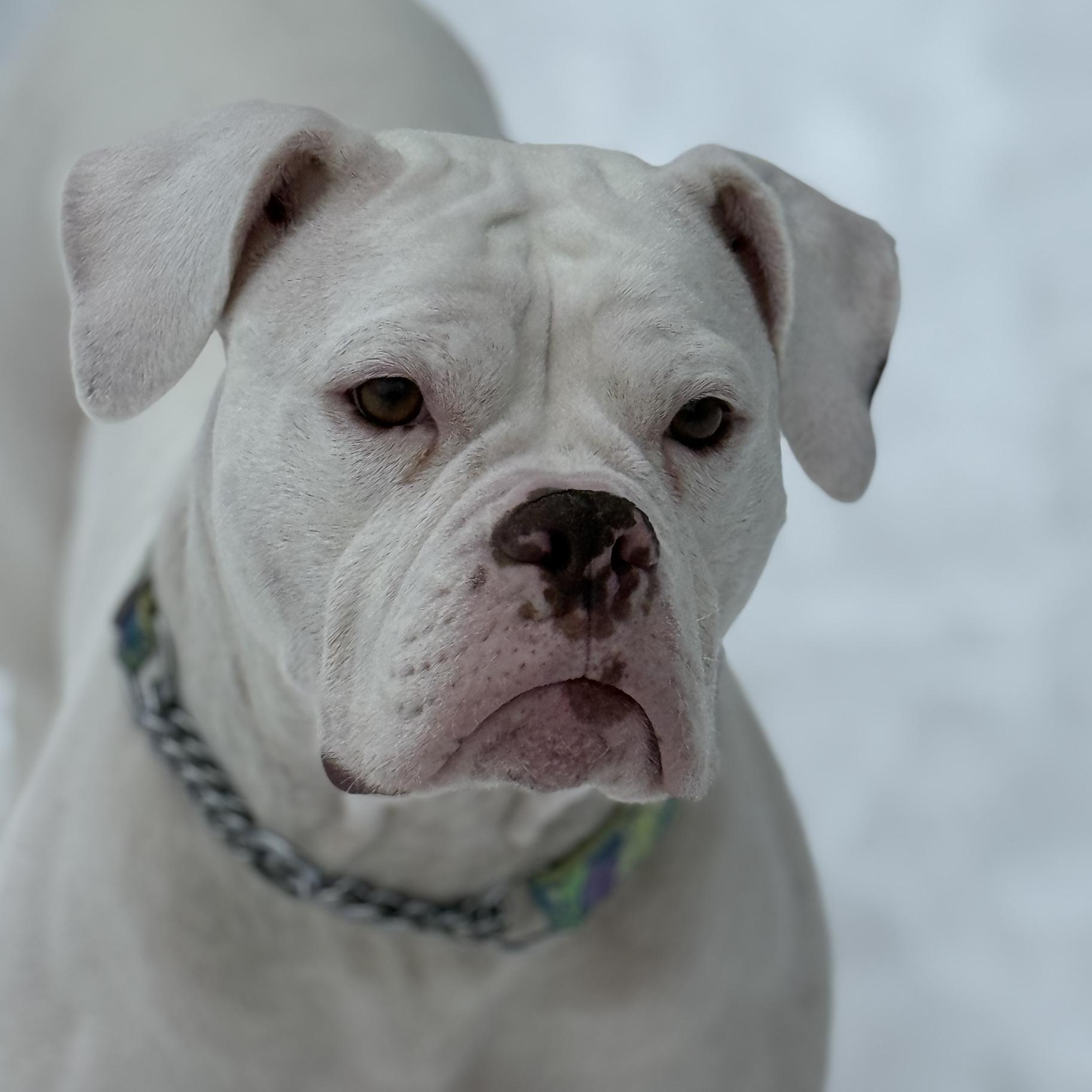 Criss Cross Applesauce $99 ADOPTION FEE, a ADOPTABLE mixed breed in Scarborough, ON image 5/5