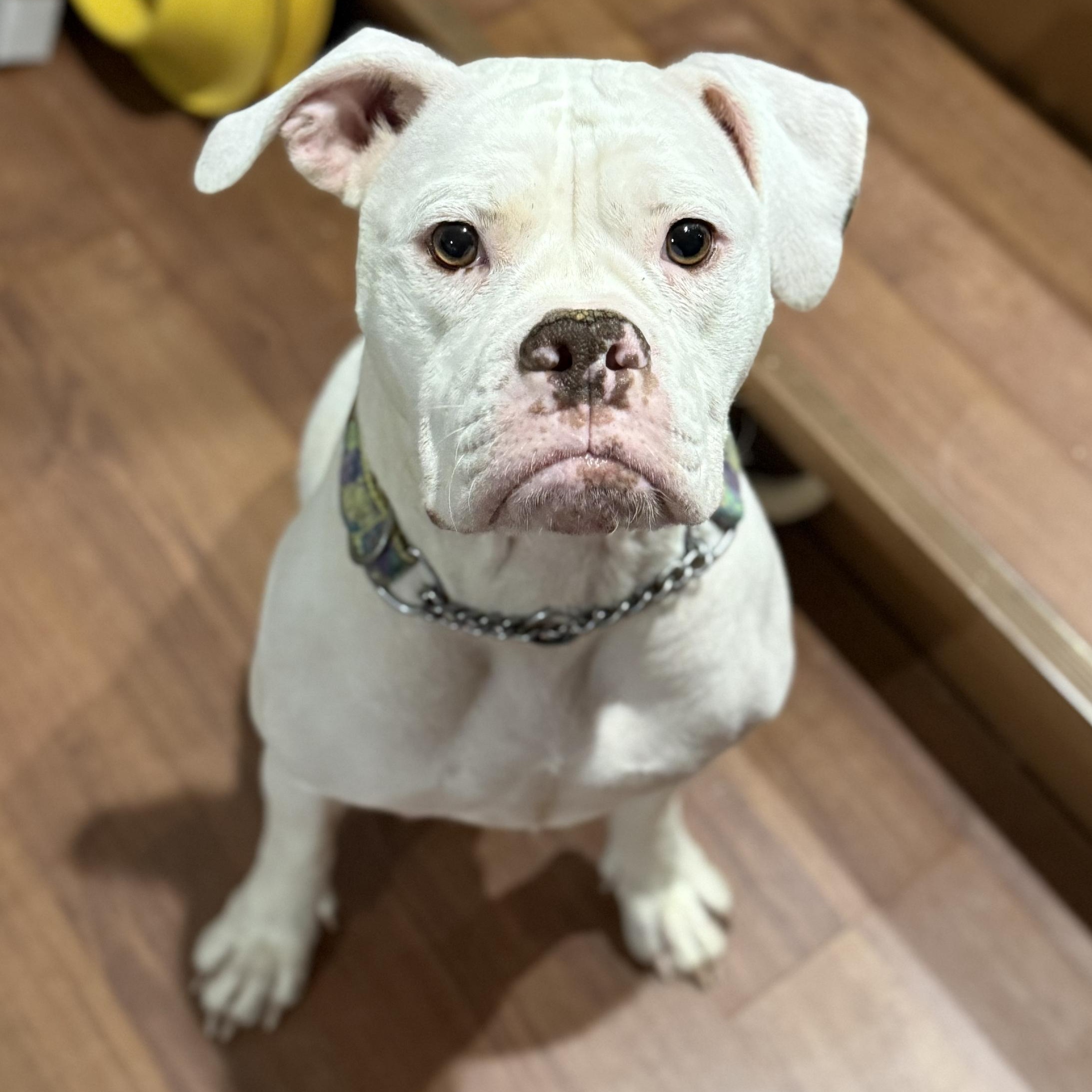 Criss Cross Applesauce $99 ADOPTION FEE, ADOPTABLE, Young Female English Bulldog.