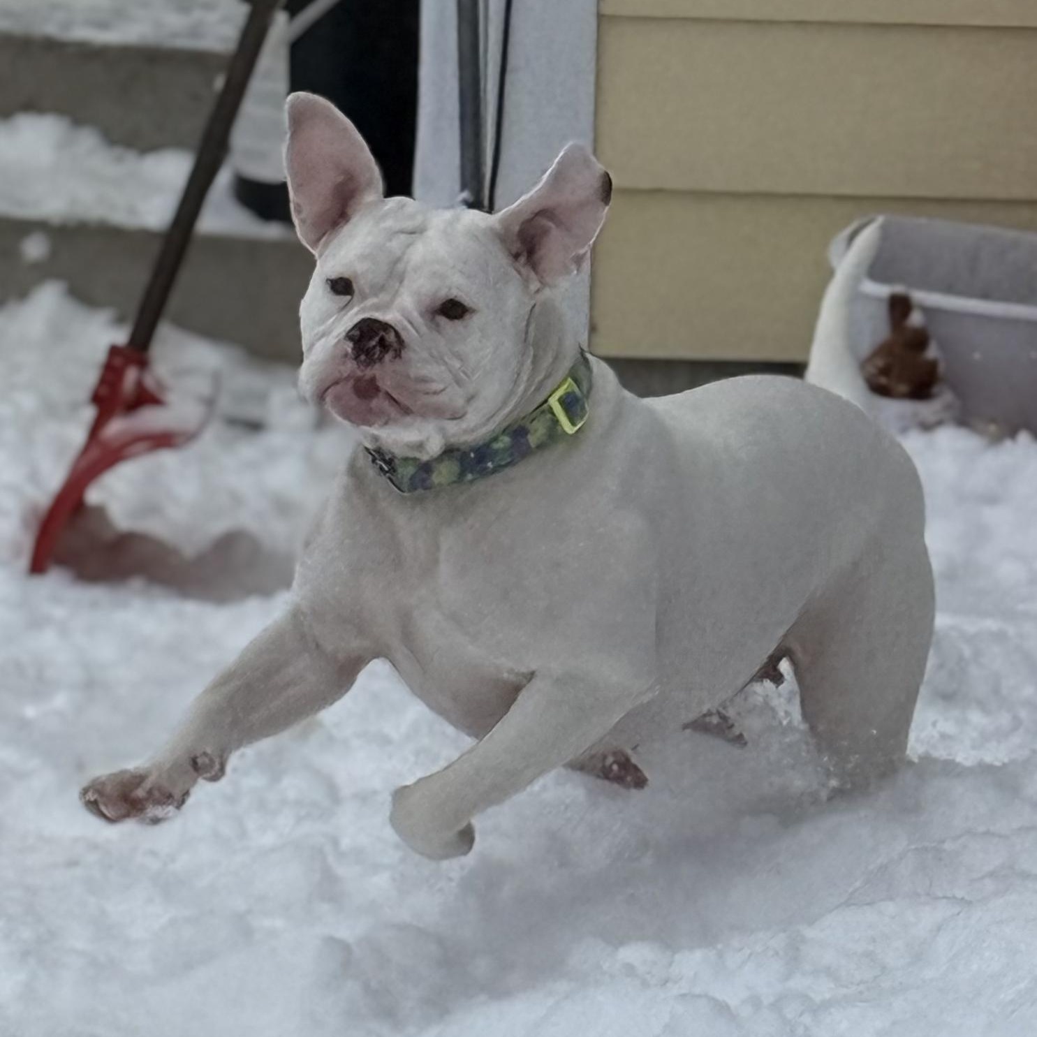 Criss Cross Applesauce $99 ADOPTION FEE, a ADOPTABLE mixed breed in Scarborough, ON image 2/5