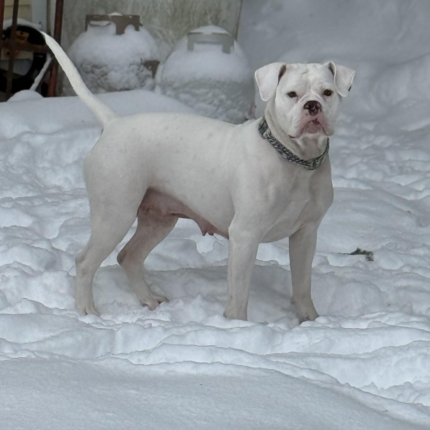 Criss Cross Applesauce $99 ADOPTION FEE, a ADOPTABLE mixed breed in Scarborough, ON image 3/5