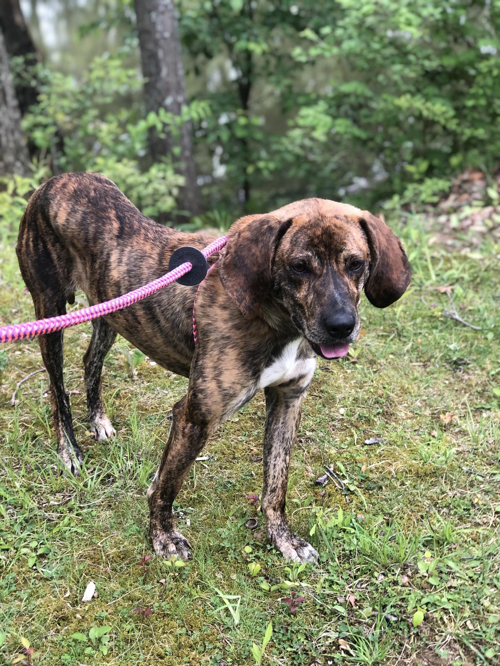 Enlarge Buddy Brown, a Adoptable Hound in Elkins, WV image 1/3