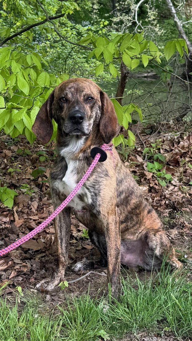 Enlarge Buddy Brown, a Adoptable Hound in Elkins, WV image 2/3