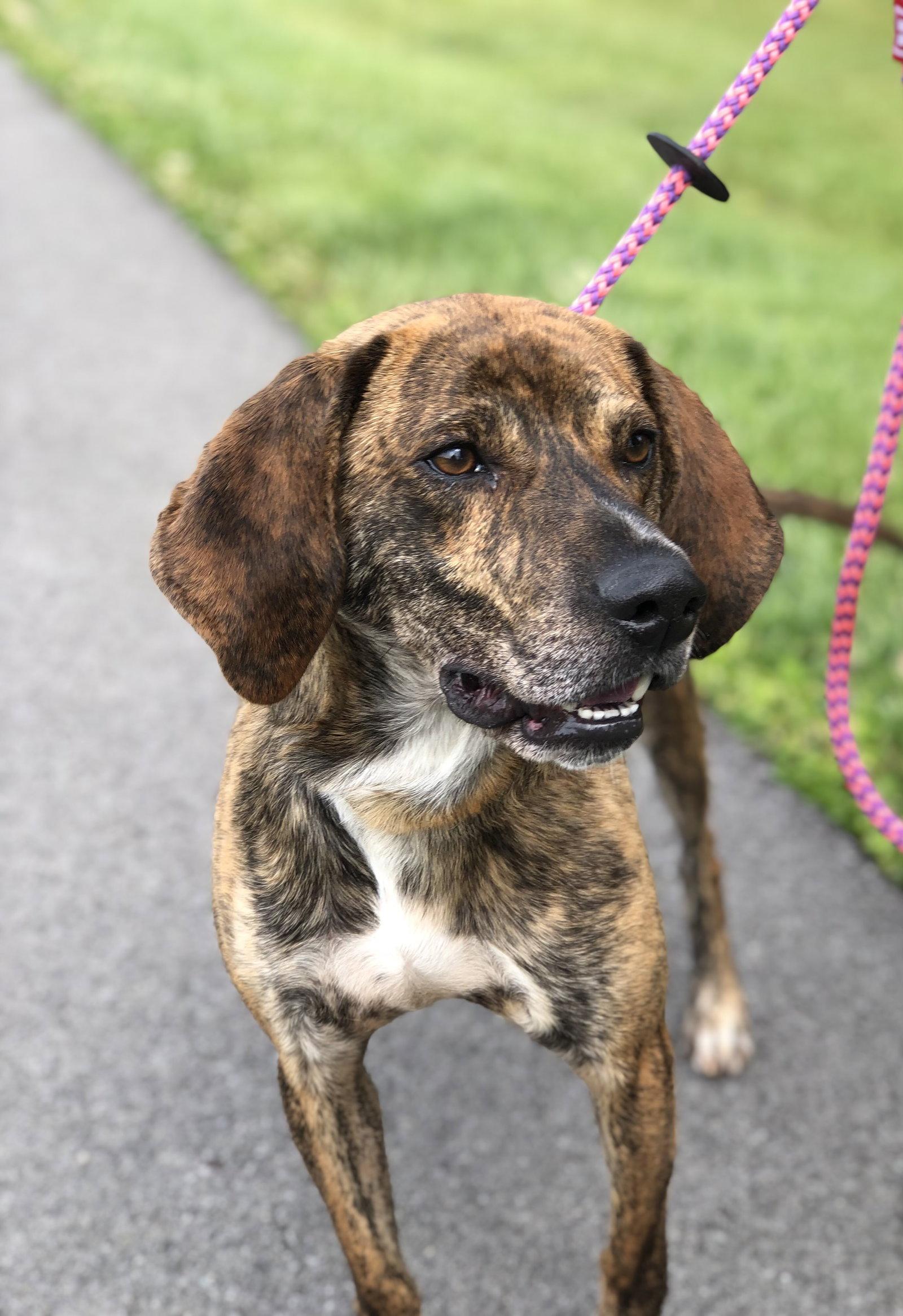 Enlarge Buddy Brown, a Adoptable Hound in Elkins, WV image 3/3