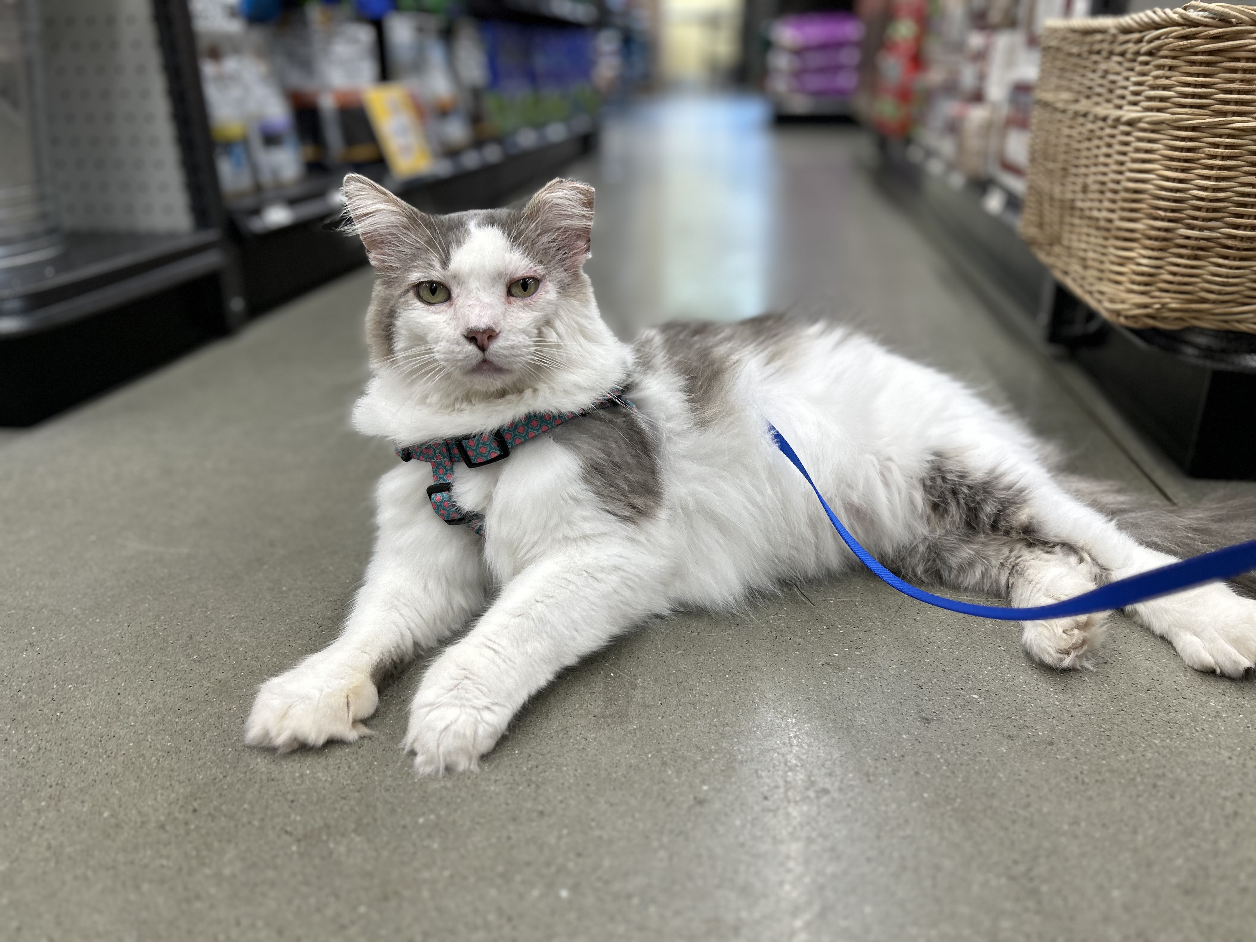 Enlarge Roberto, a Adopted Domestic Long Hair in Akron, OH image 1/2