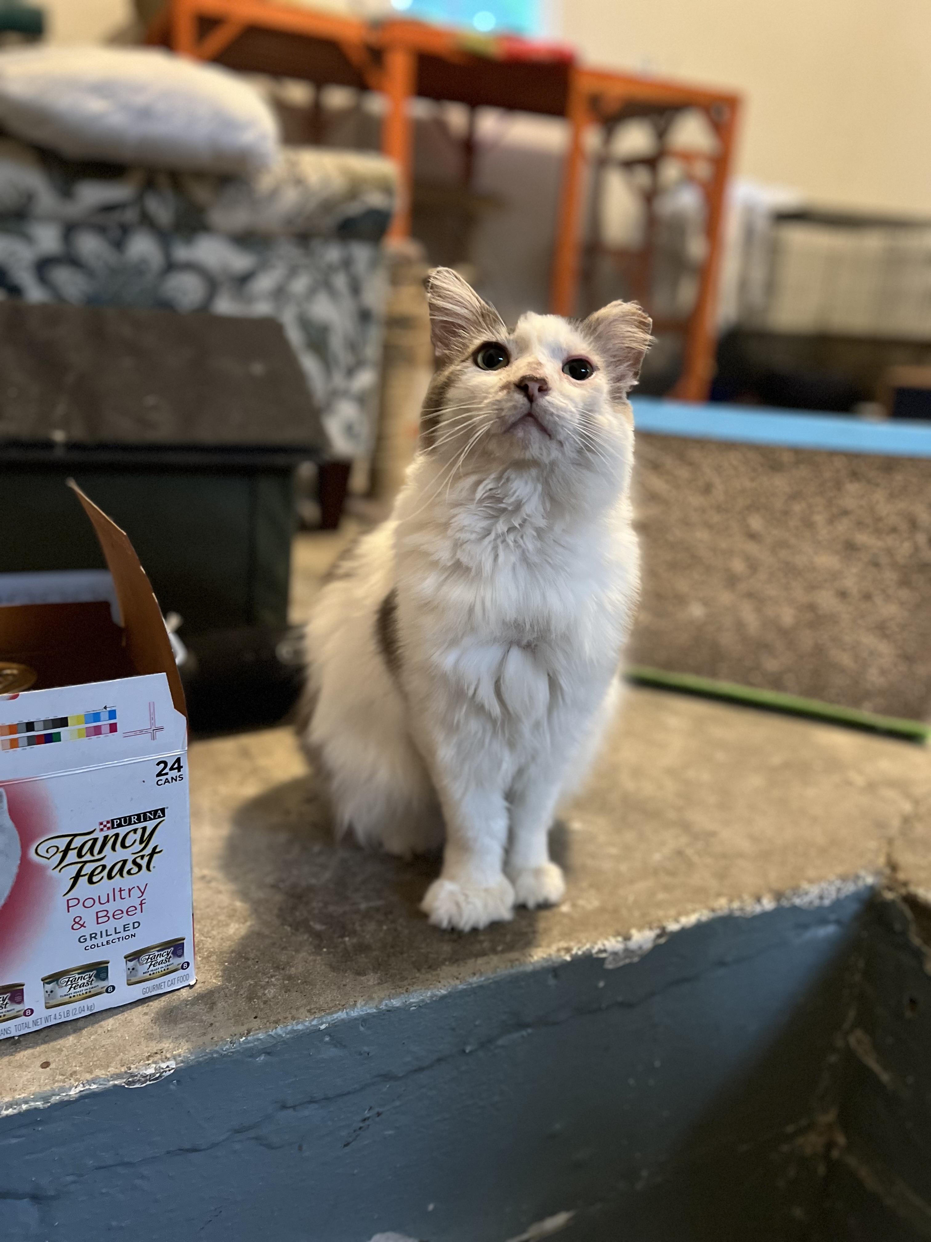 Enlarge Roberto, a Adopted Domestic Long Hair in Akron, OH image 2/2