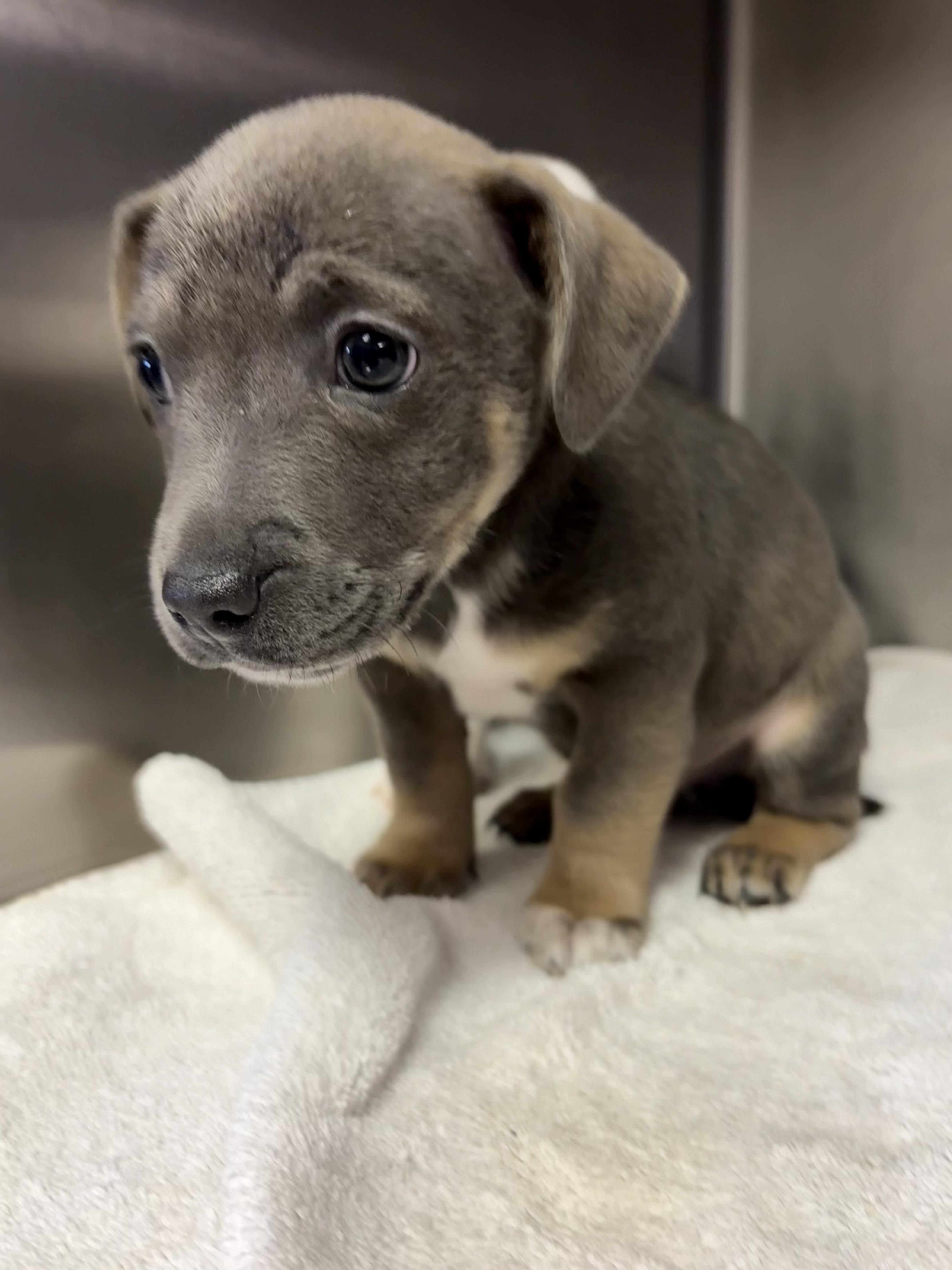 Enlarge Emmett, a ADOPTABLE mixed breed in Concord, CA image 3/3