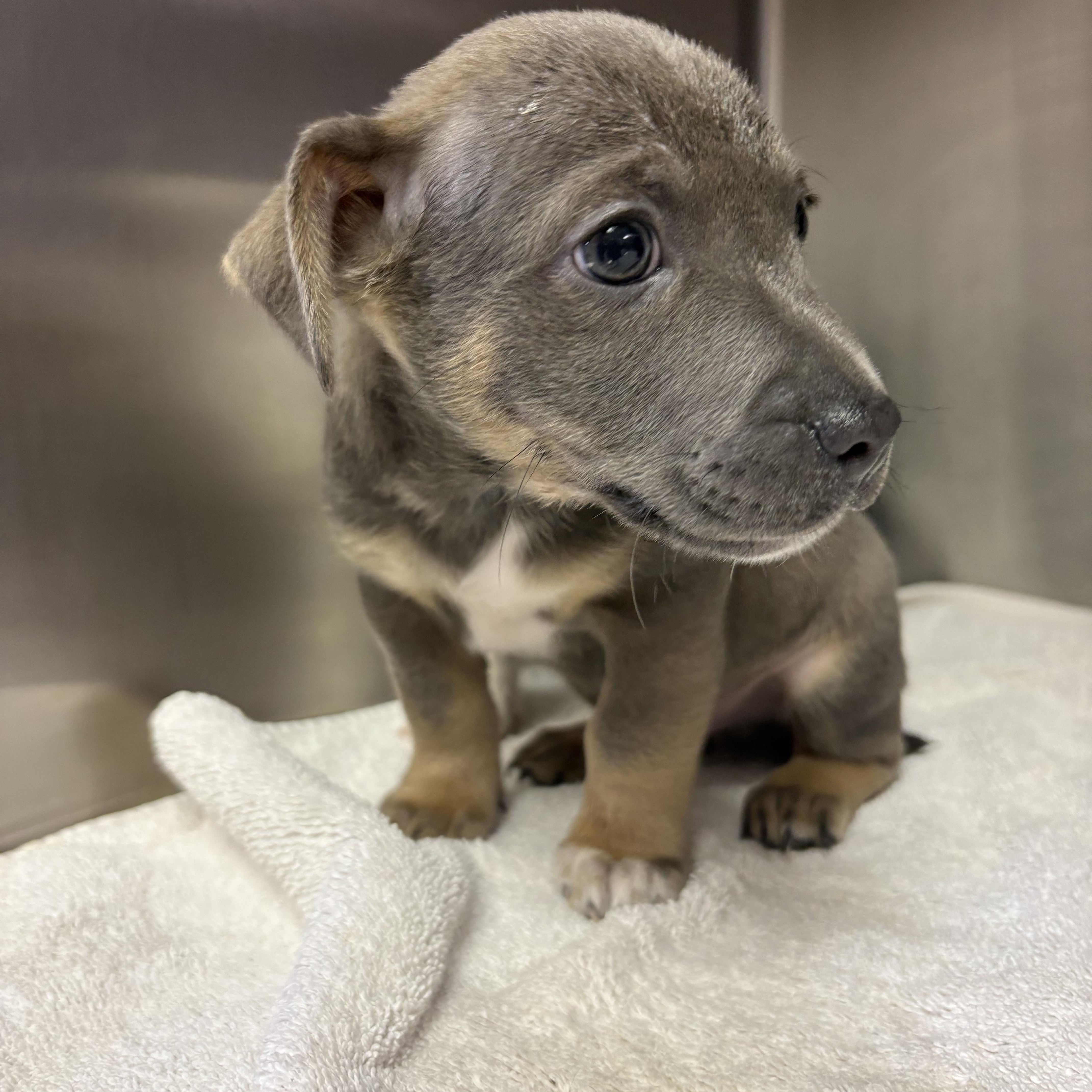 Enlarge Emmett, a ADOPTABLE mixed breed in Concord, CA image 2/3