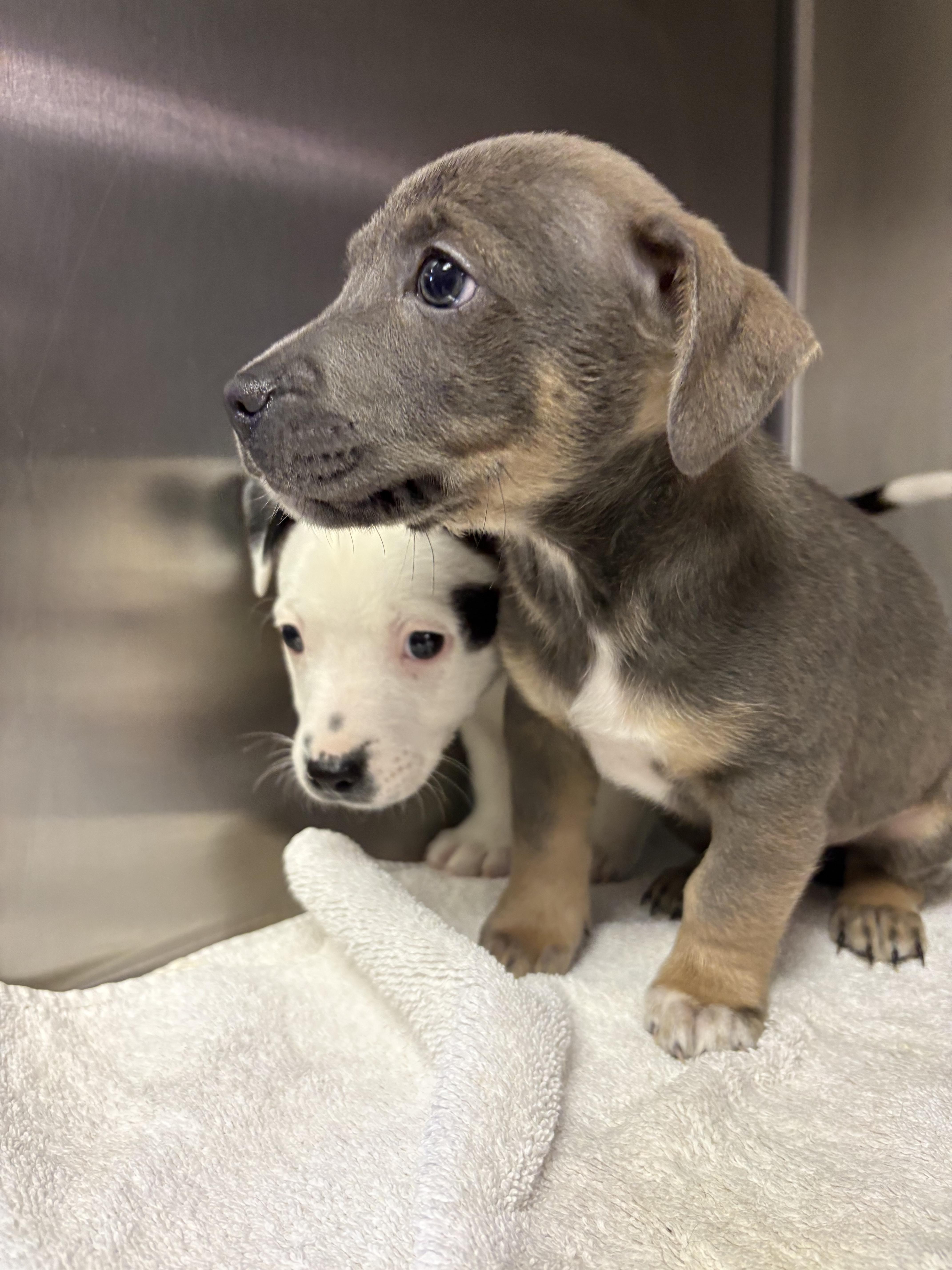 Emmett, ADOPTABLE, Puppy Male Pit Bull Terrier & Cairn Terrier.