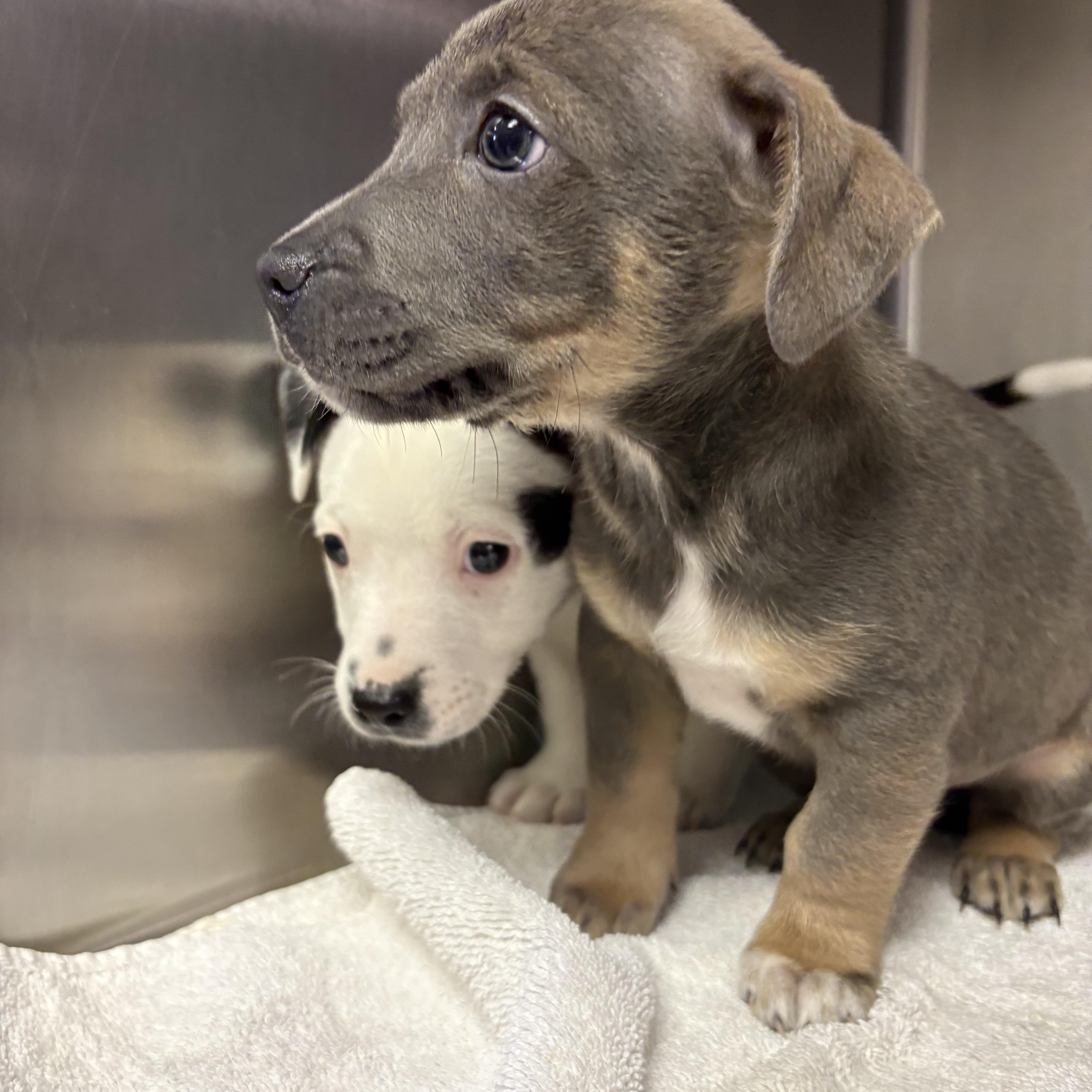 Enlarge Emmett, a ADOPTABLE mixed breed in Concord, CA image 1/3