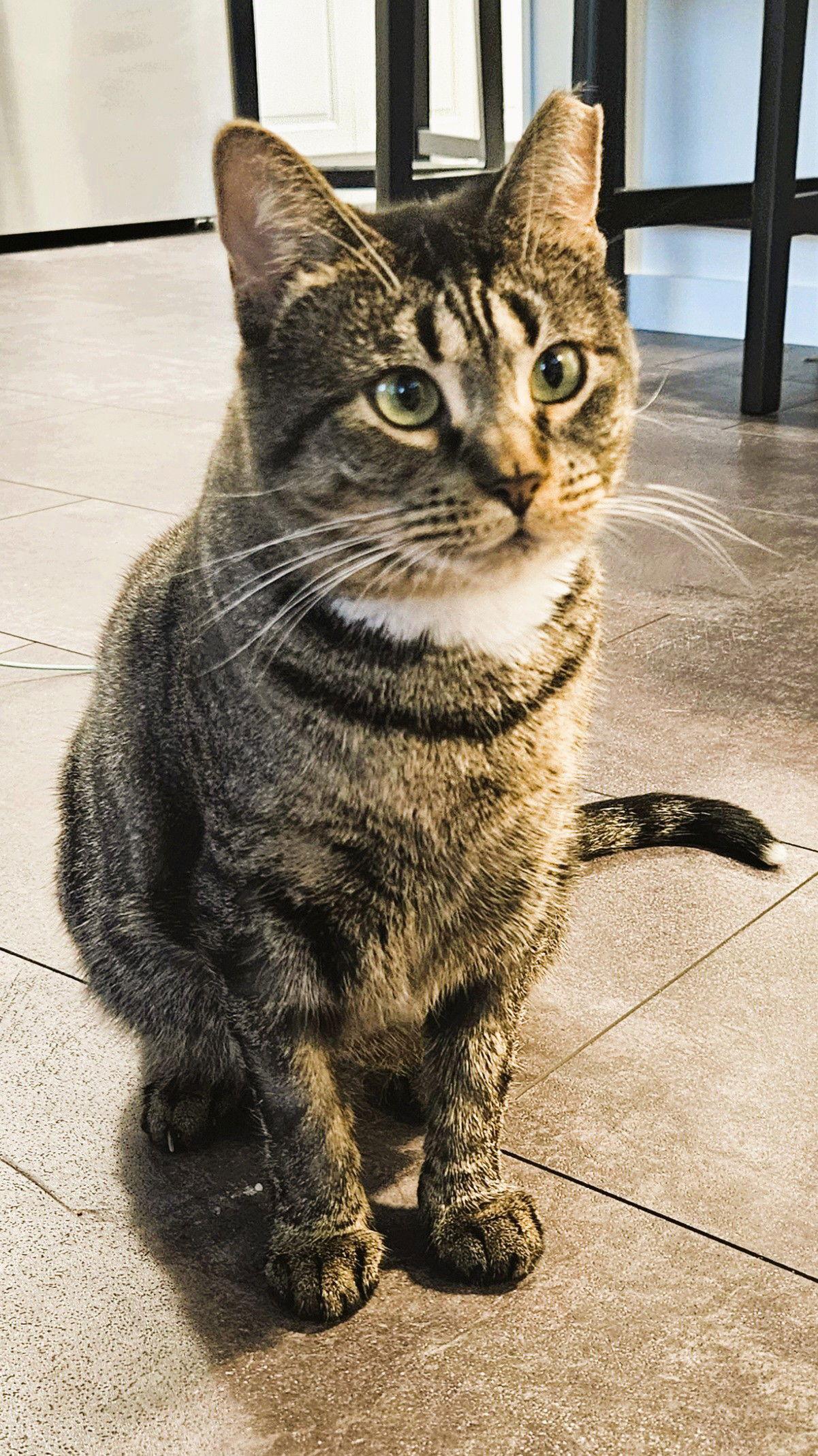 Holly L, Adoptable, Adult Female Domestic Short Hair.
