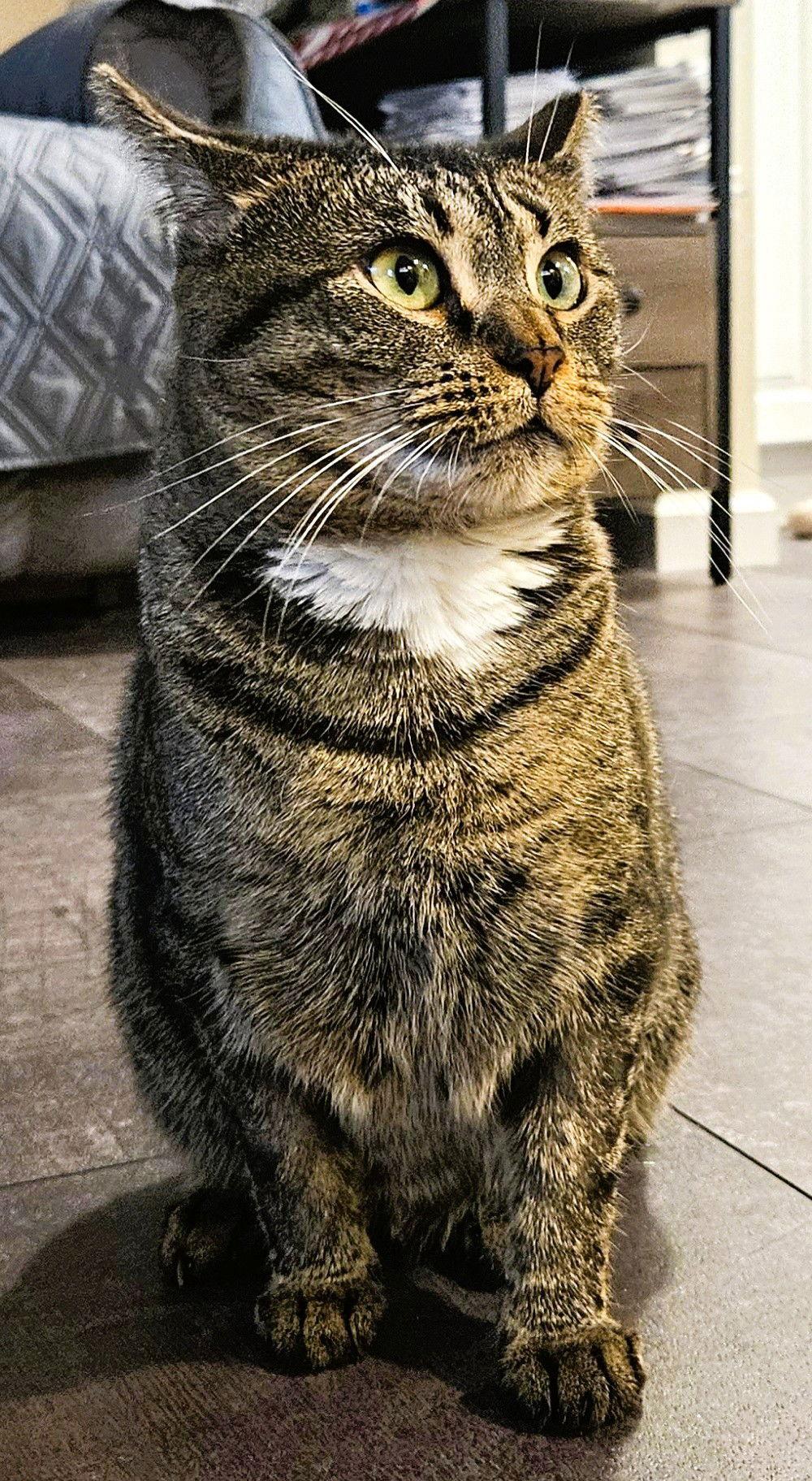 Holly L, a Adoptable Domestic Short Hair in Trenton, NJ image 2/3