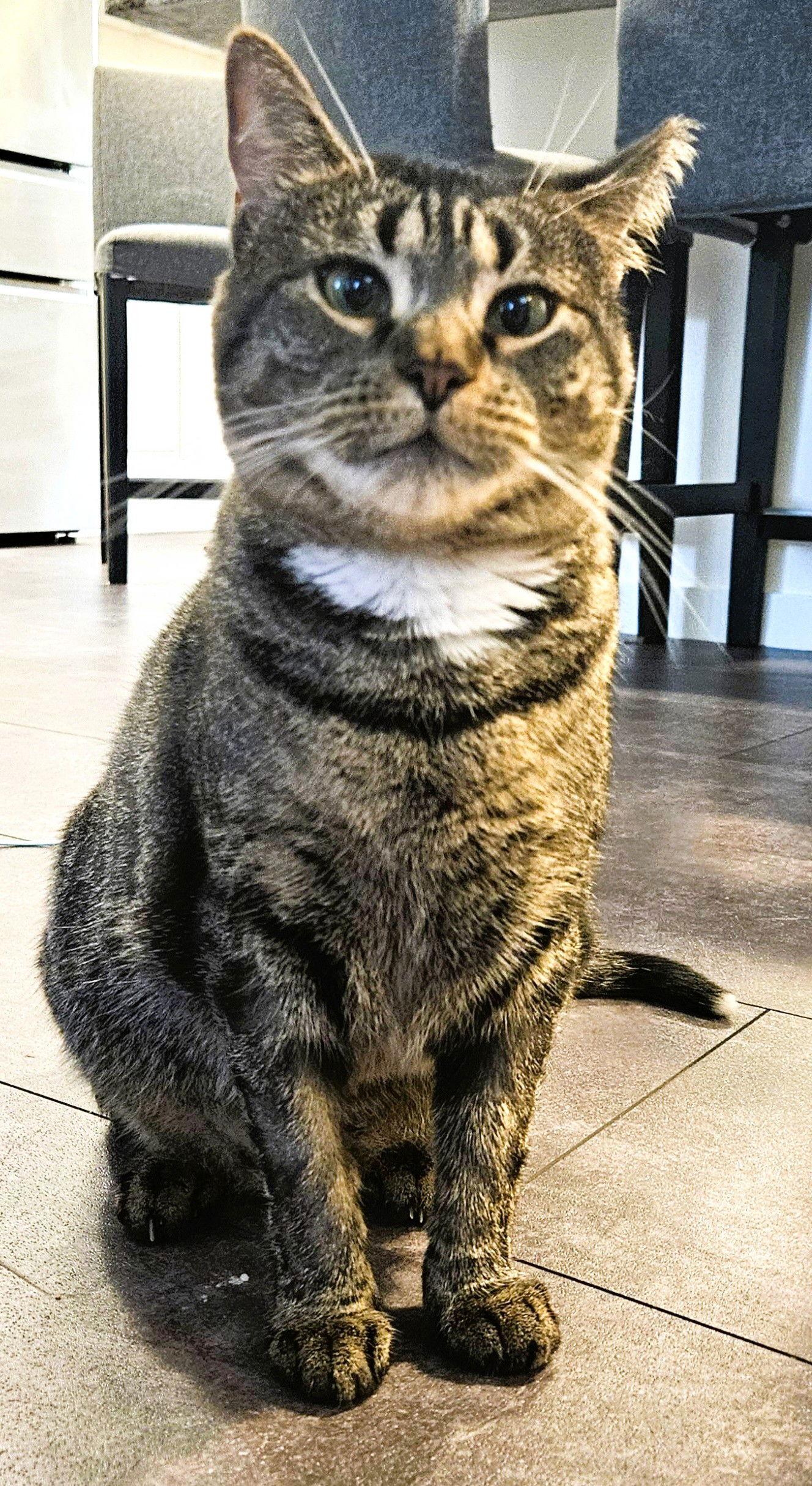 Holly L, a Adoptable Domestic Short Hair in Trenton, NJ image 3/3