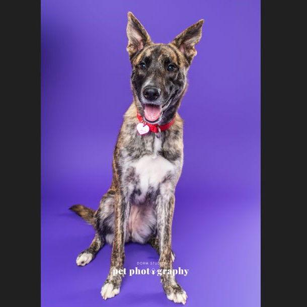 Madame Leota, Adoptable, Adult Female Catahoula Leopard Dog.