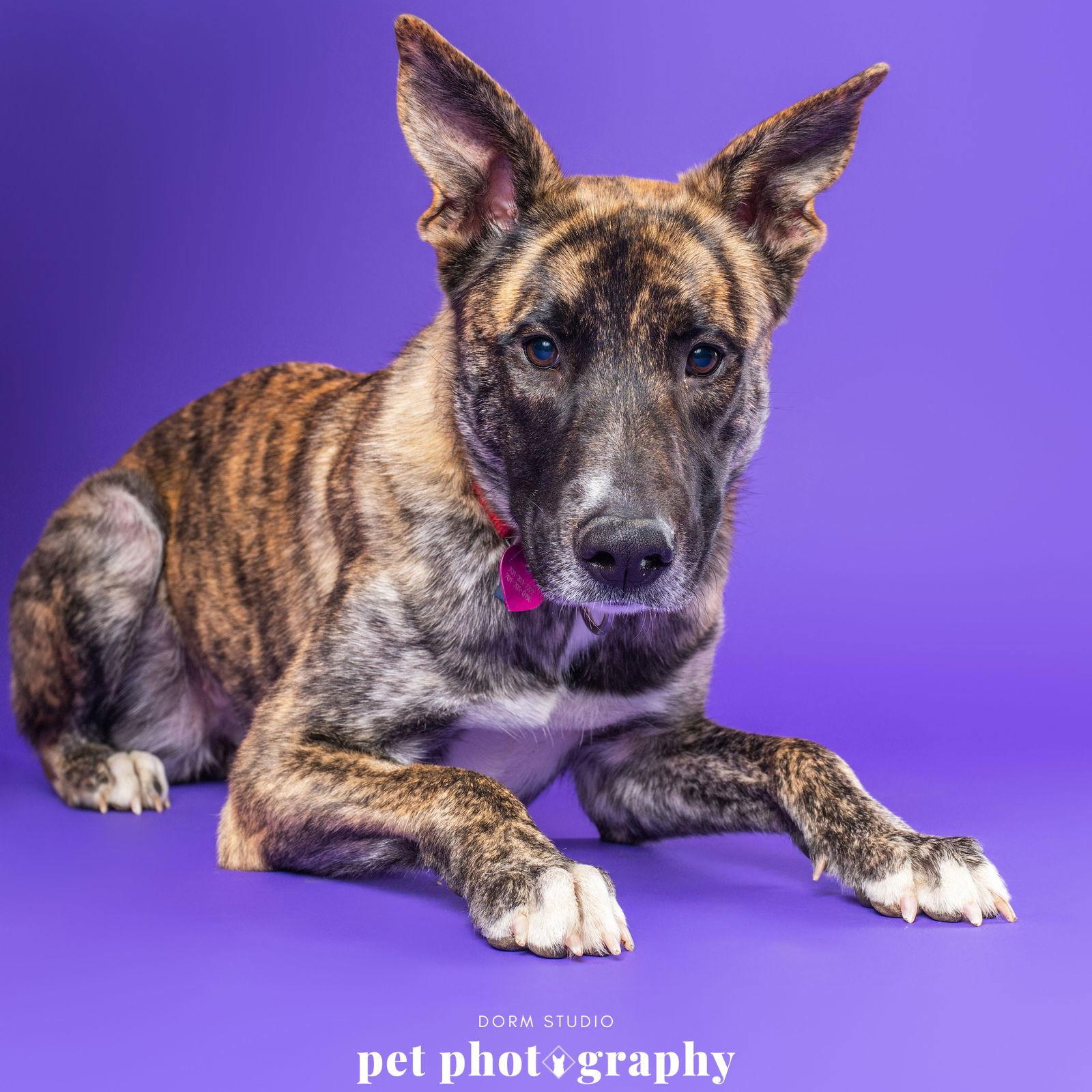 Enlarge Madame Leota, a Adoptable Catahoula Leopard Dog in Fargo, ND image 2/3