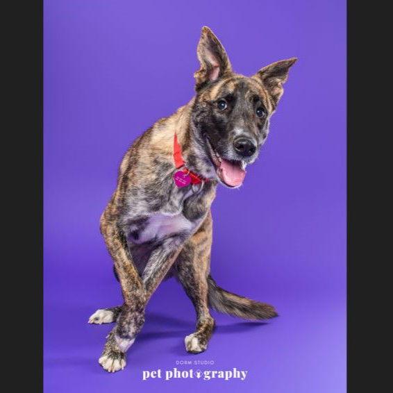Enlarge Madame Leota, a Adoptable Catahoula Leopard Dog in Fargo, ND image 3/3