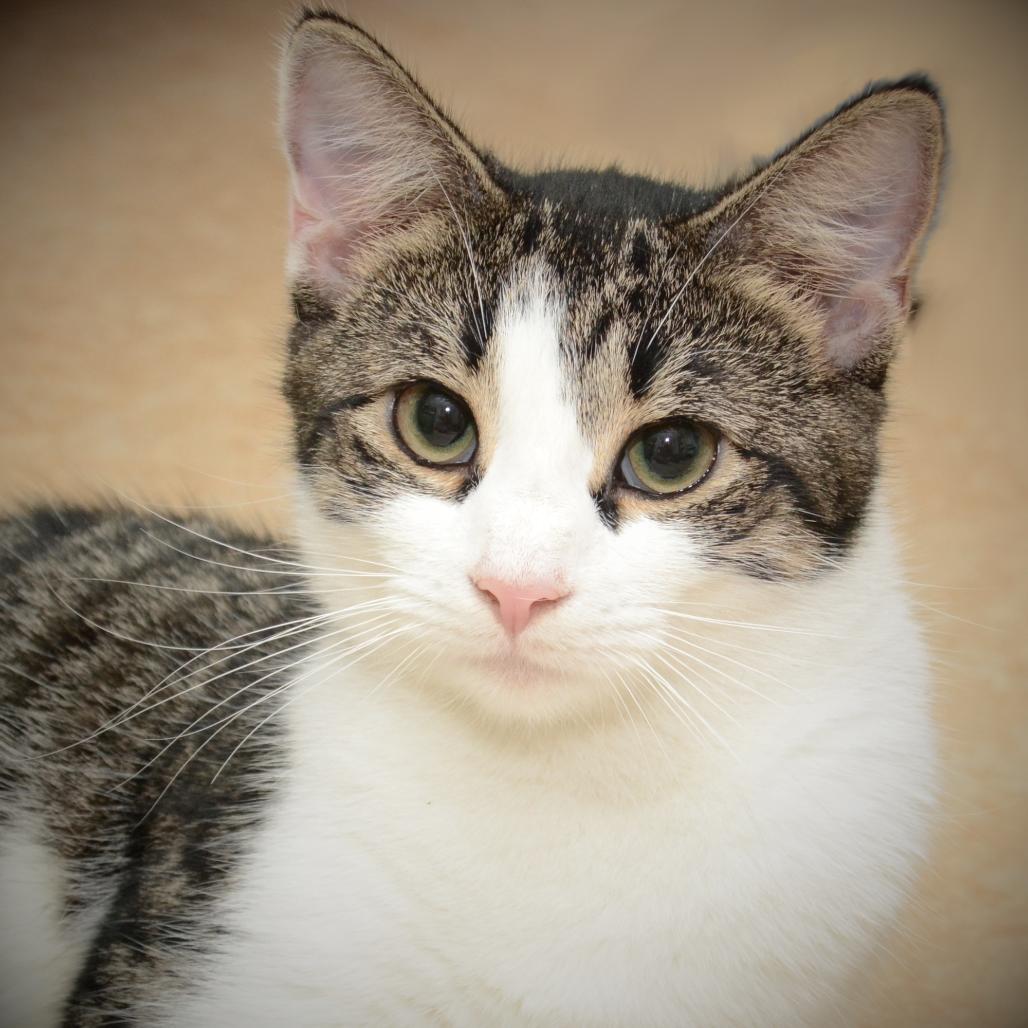 Bella Lino, Adoptable, Young Female Domestic Short Hair.