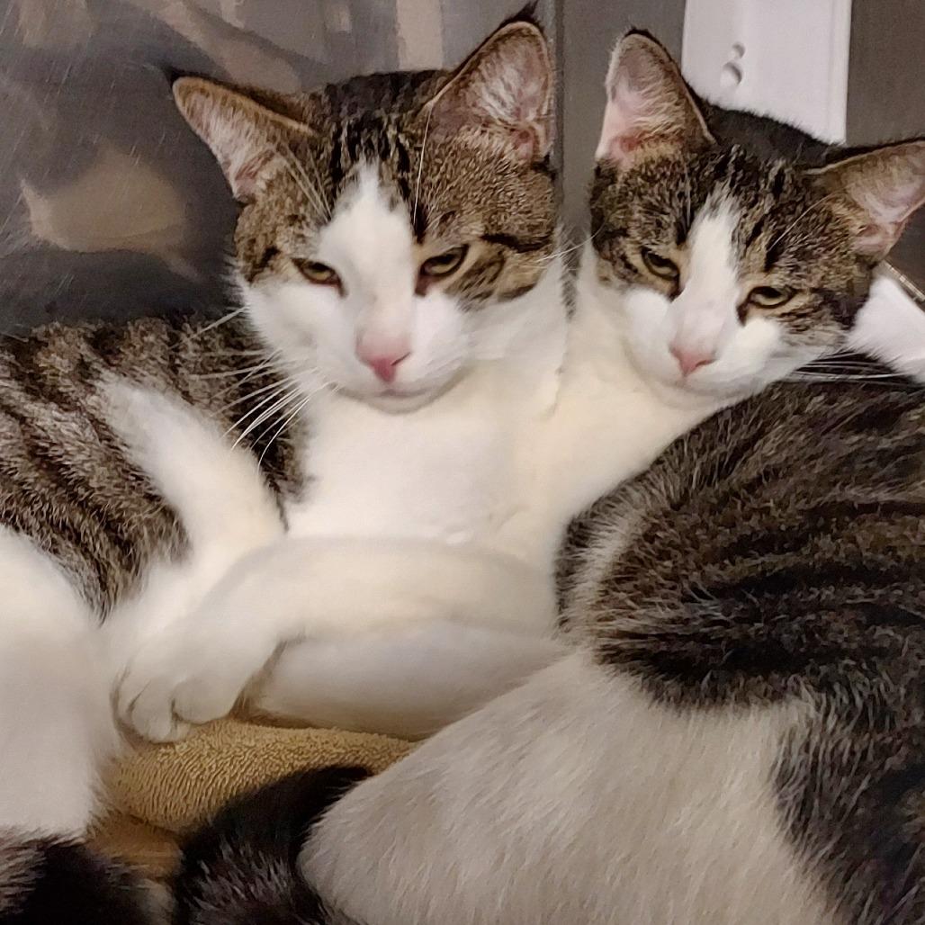 Enlarge Bella Lino, a Adoptable Domestic Short Hair in Natick, MA image 2/6