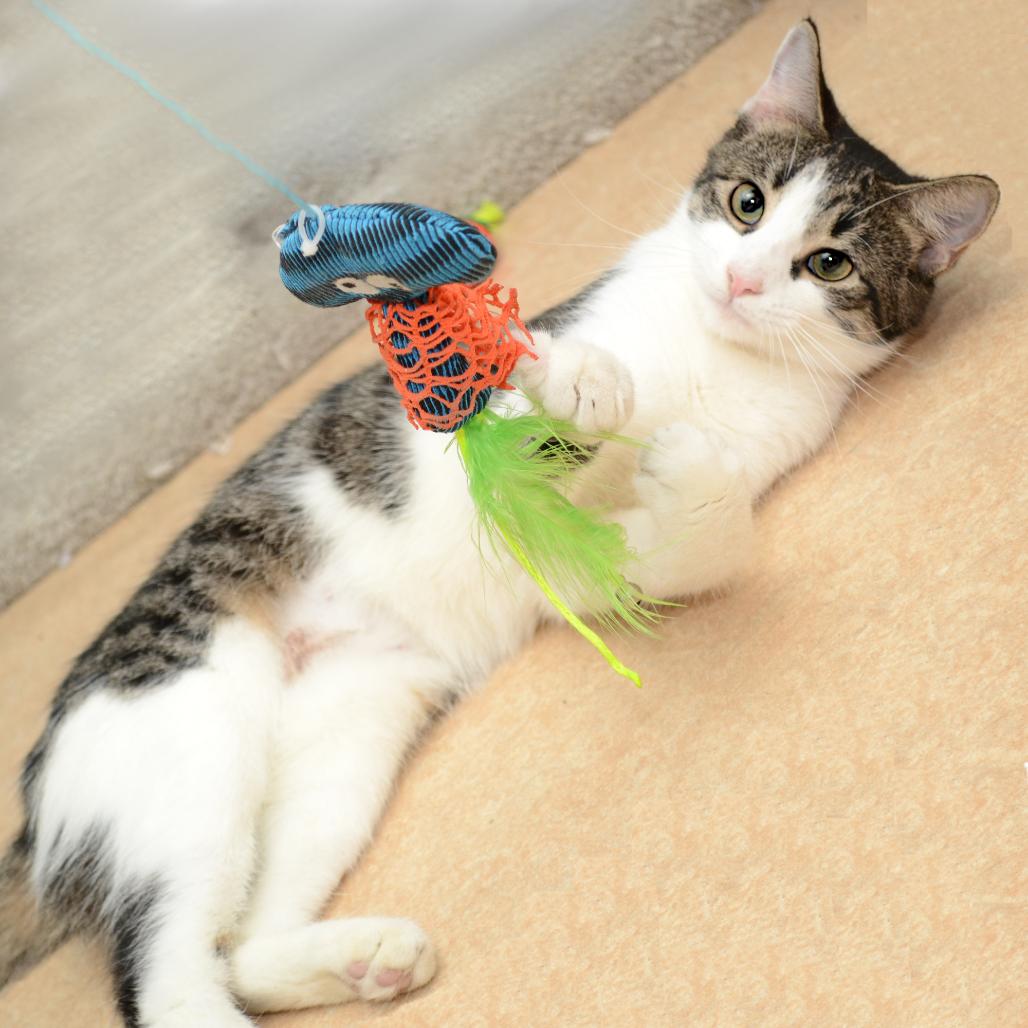 Enlarge Bella Lino, a Adoptable Domestic Short Hair in Natick, MA image 4/6