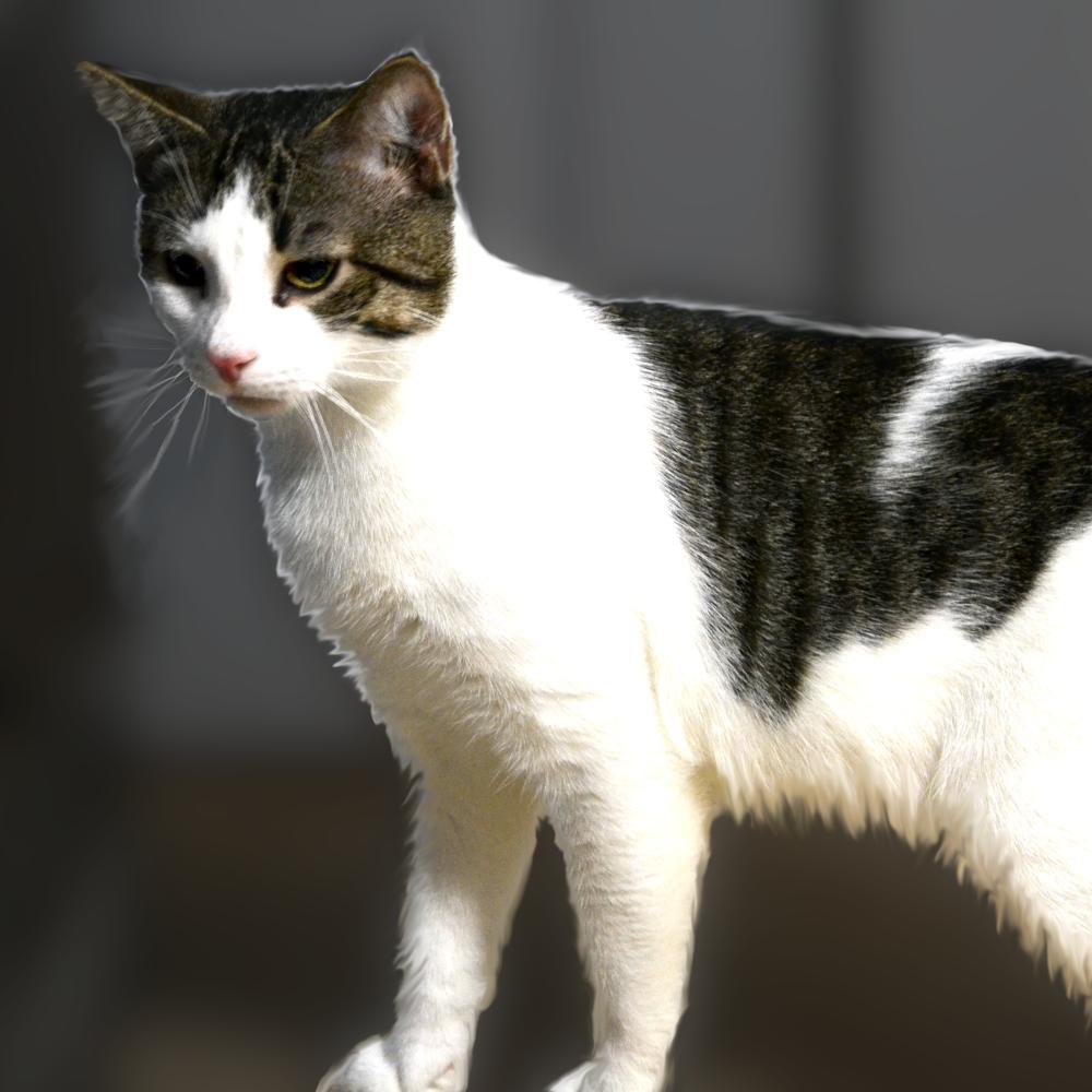 Enlarge Bella Lino, a Adoptable Domestic Short Hair in Natick, MA image 5/6