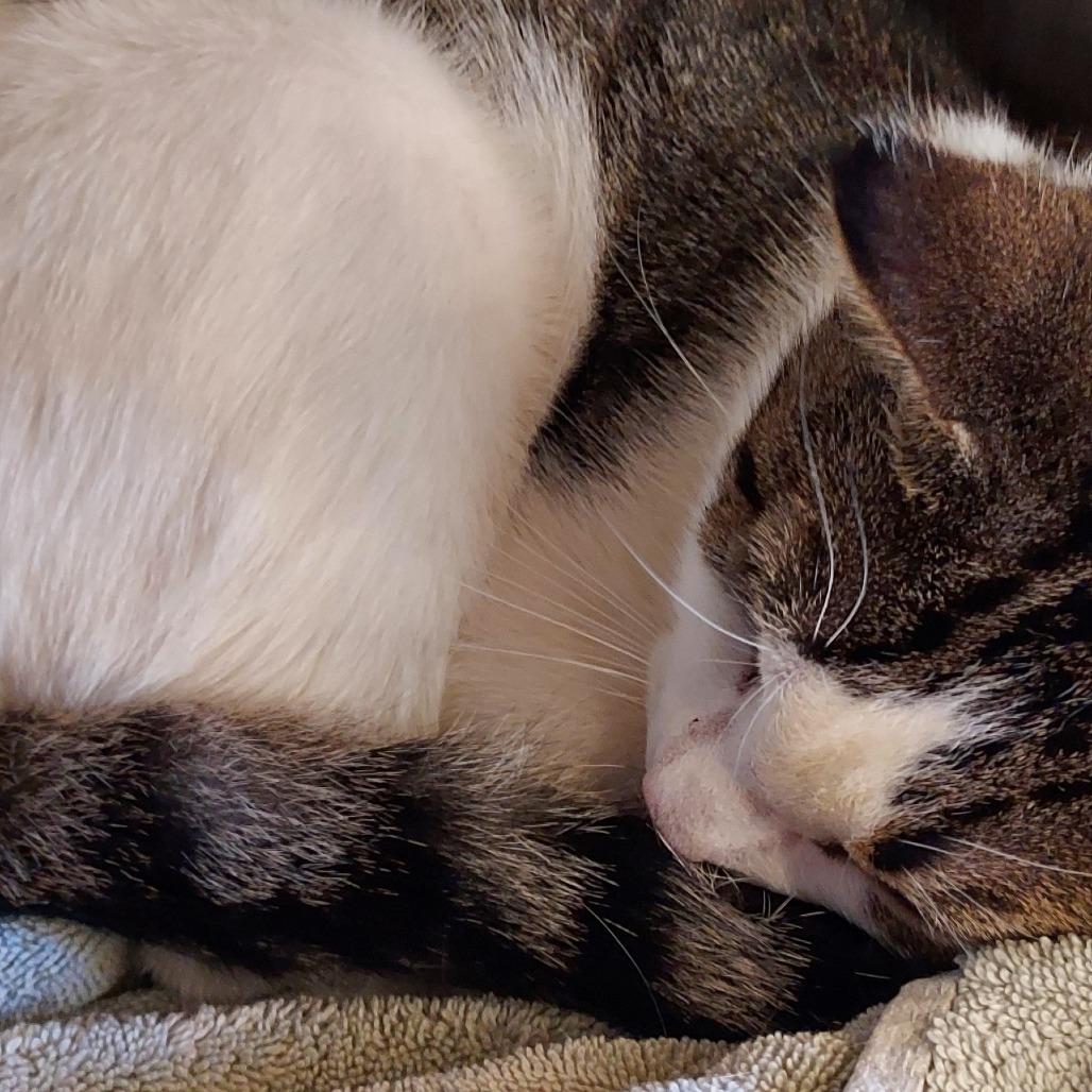 Enlarge Bella Lino, a Adoptable Domestic Short Hair in Natick, MA image 6/6