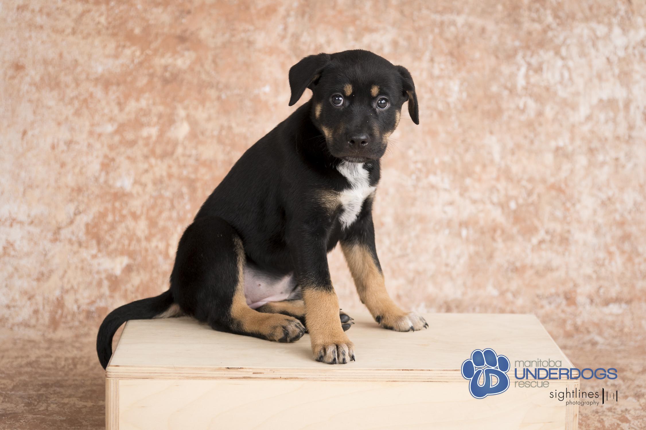 Nara, an adoptable Labrador Retriever, Shepherd in Winnipeg, MB, R2M 2K2 | Photo Image 3