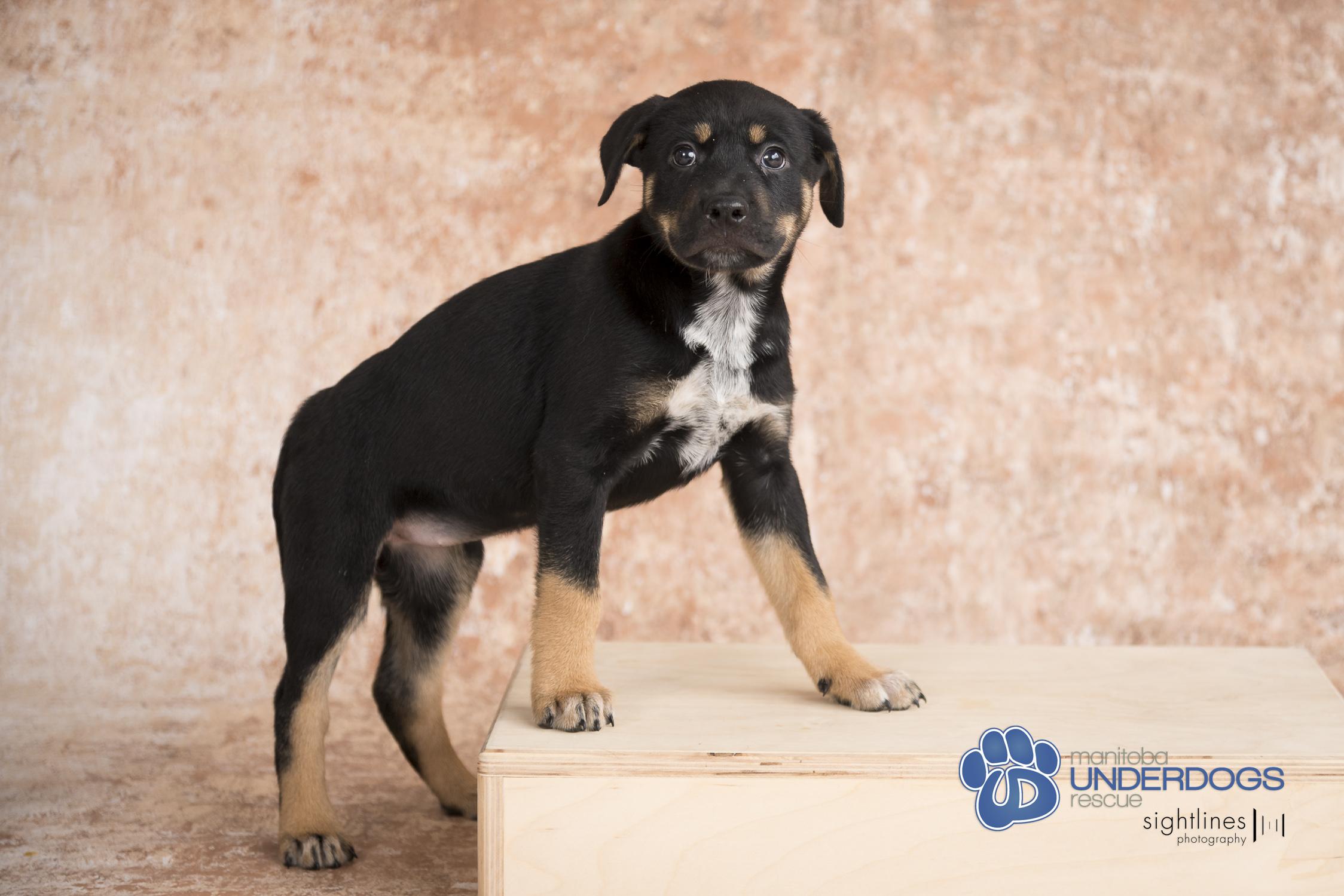 Nara, an adoptable Labrador Retriever, Shepherd in Winnipeg, MB, R2M 2K2 | Photo Image 2
