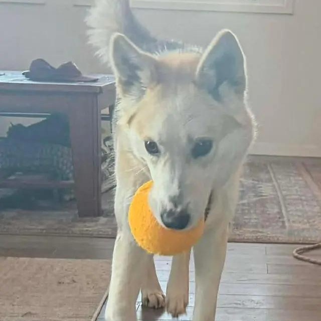 Dusty, ADOPTABLE, Adult Male Husky.