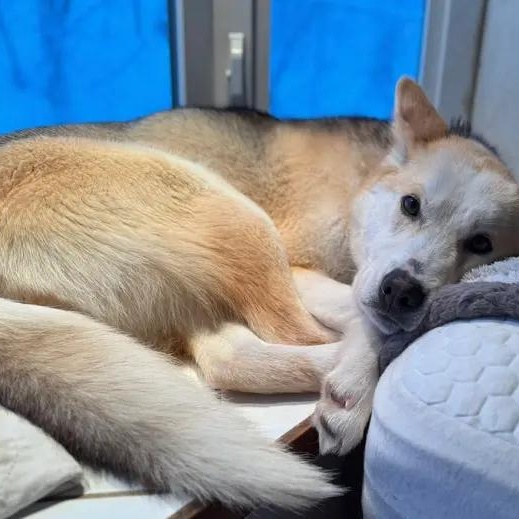 Enlarge Dusty, a ADOPTABLE Husky in Chugiak, AK image 2/2