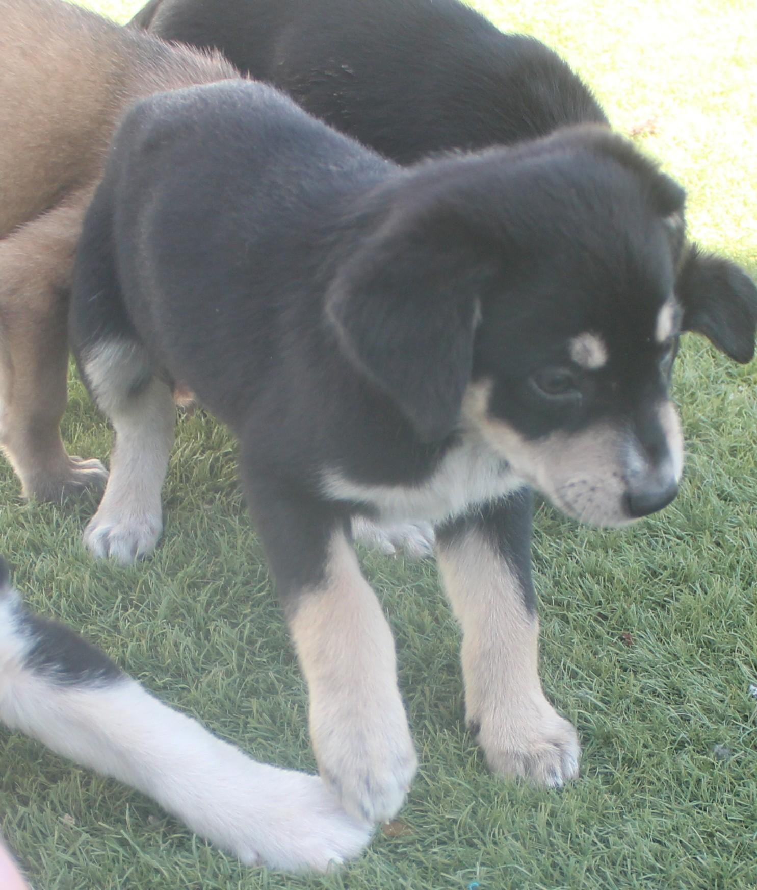 BARLOW, a ADOPTABLE mixed breed in Wasco, CA image 2/6